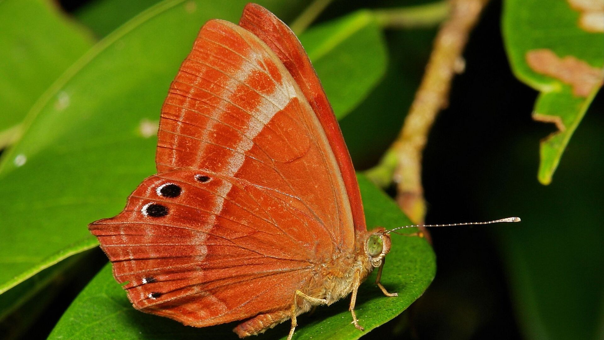 Puzzlopedia | Puzzle Abisara echerius