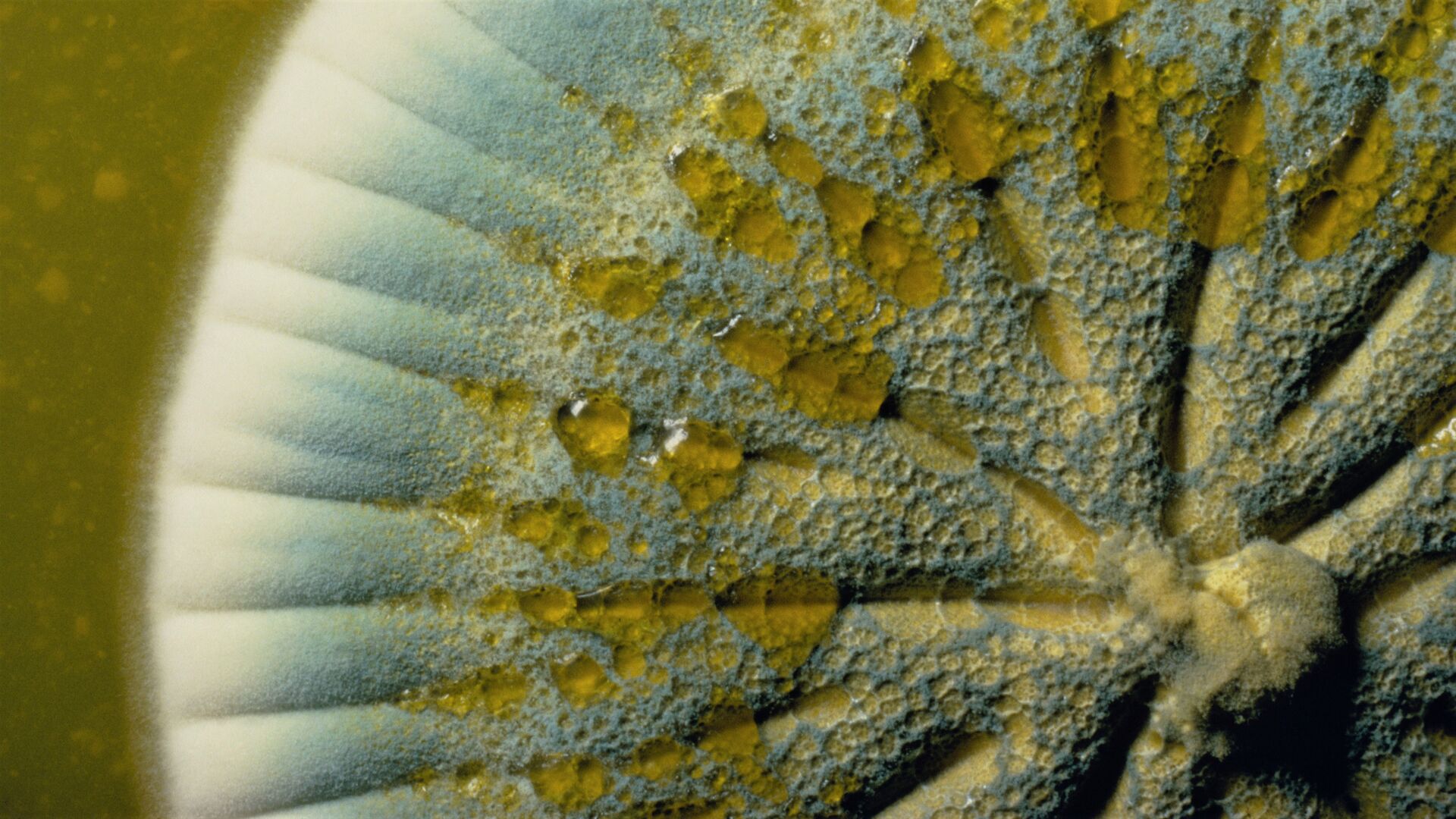 Puzzlopedia | Puzzle Absorbing food