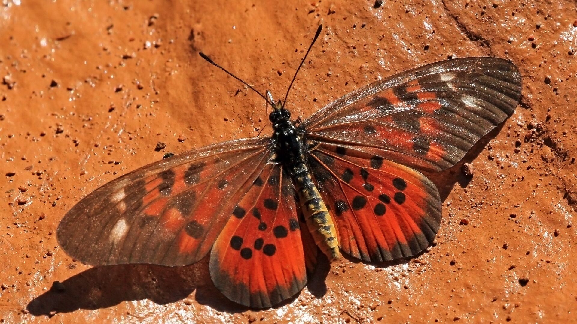Puzzlopedia | Puzzle Acraea pharsalus