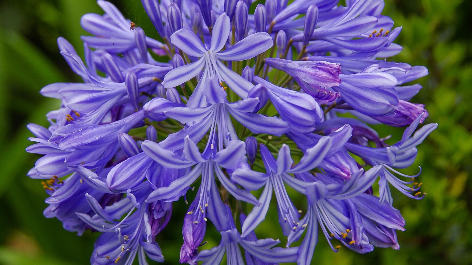 Puzzlopedia | Puzzle African lily