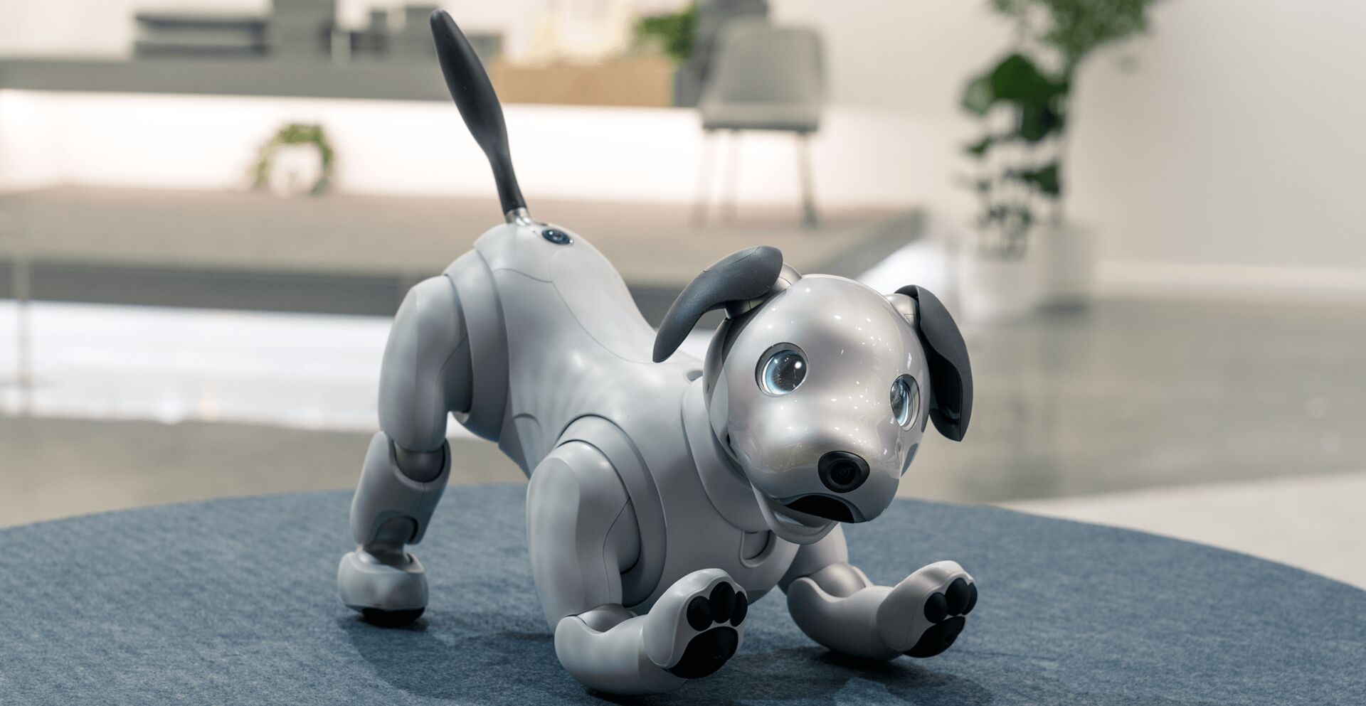Puzzlopedia | Puzzle Aibo