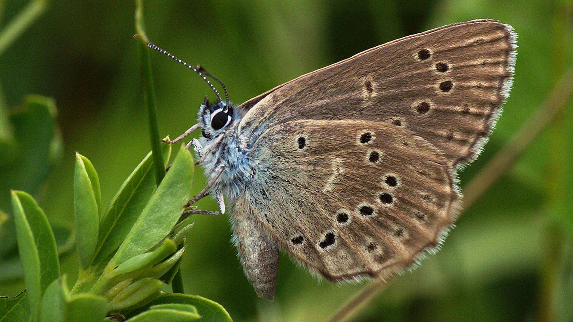 Puzzlopedia | Puzzle Alcon blue