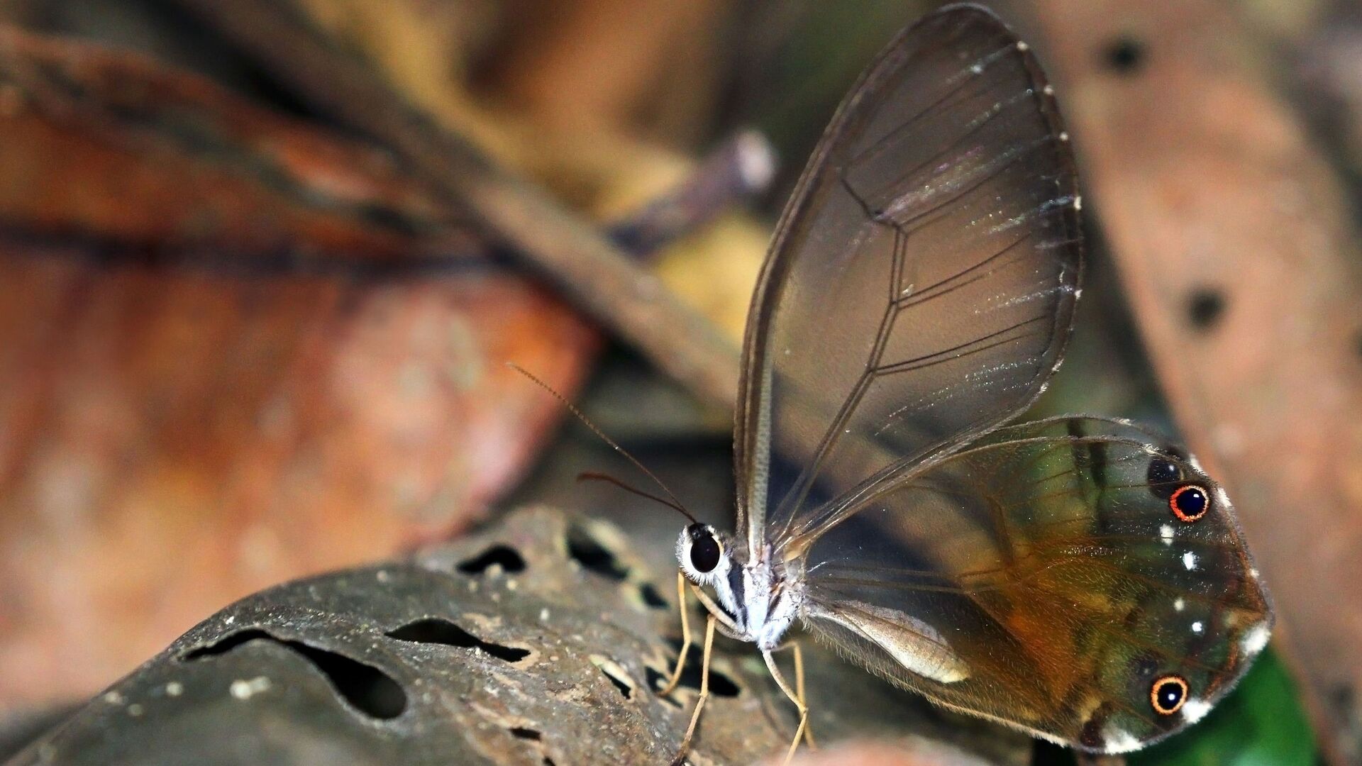 Puzzlopedia | Puzzle Amber phantom
