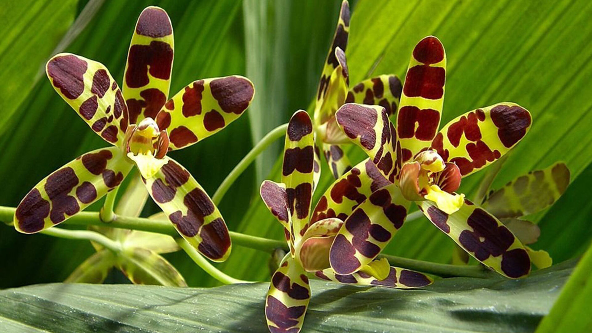 Puzzlopedia | Puzzle Ansellia