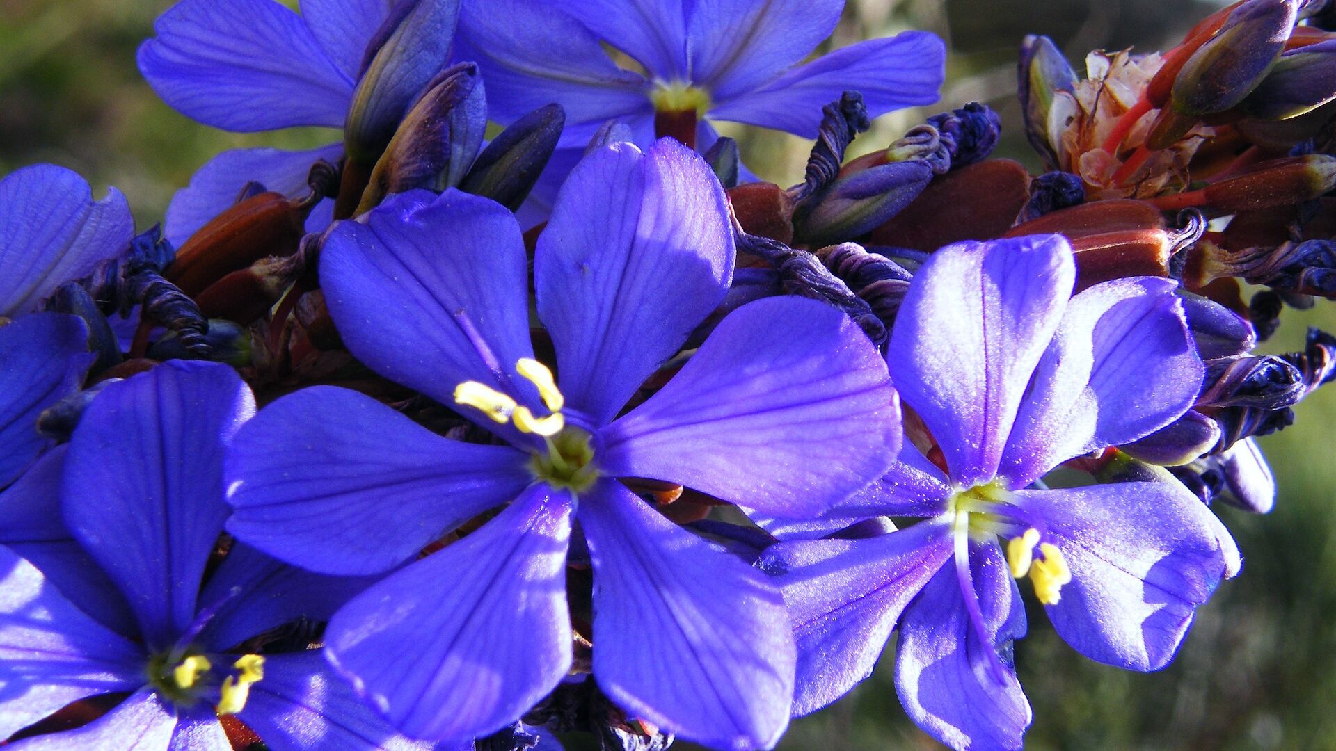 Puzzlopedia | Puzzle Aristea