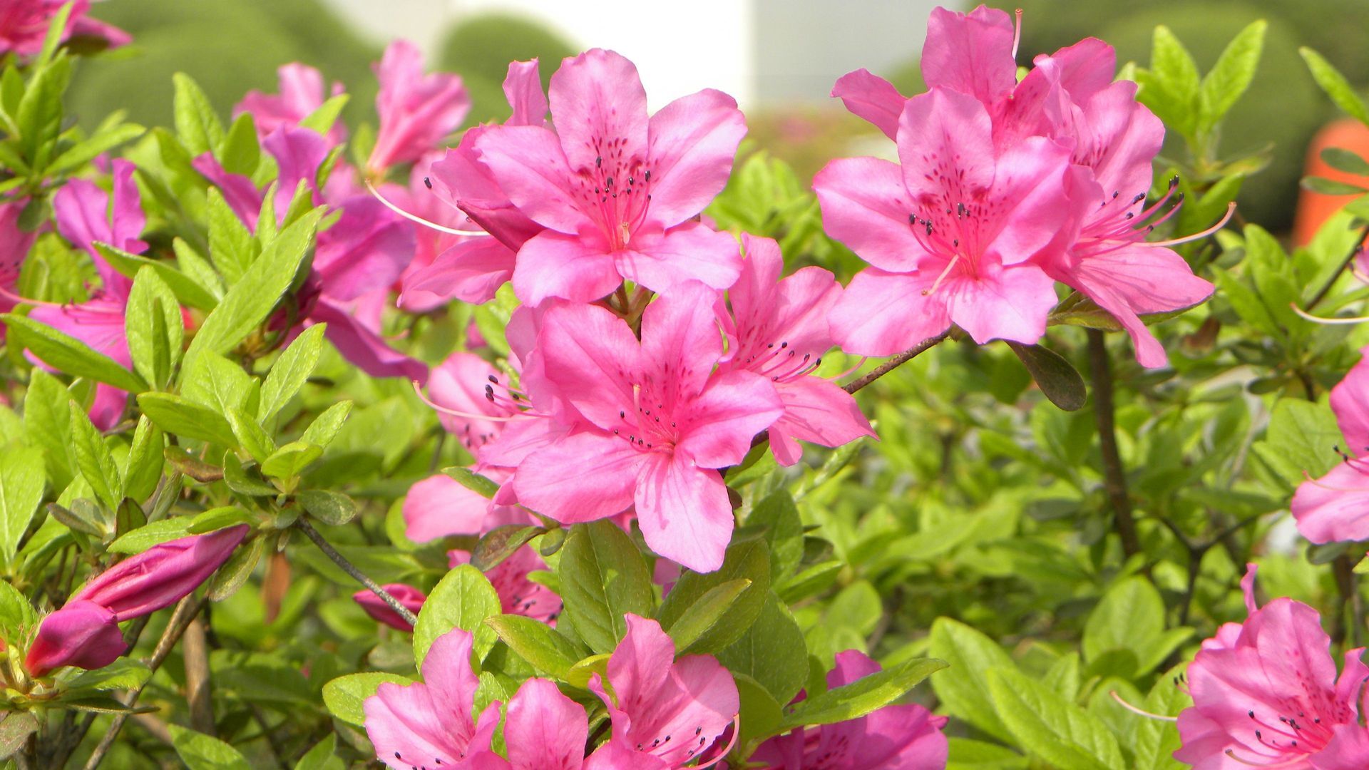 Puzzlopedia | Puzzle Azalea