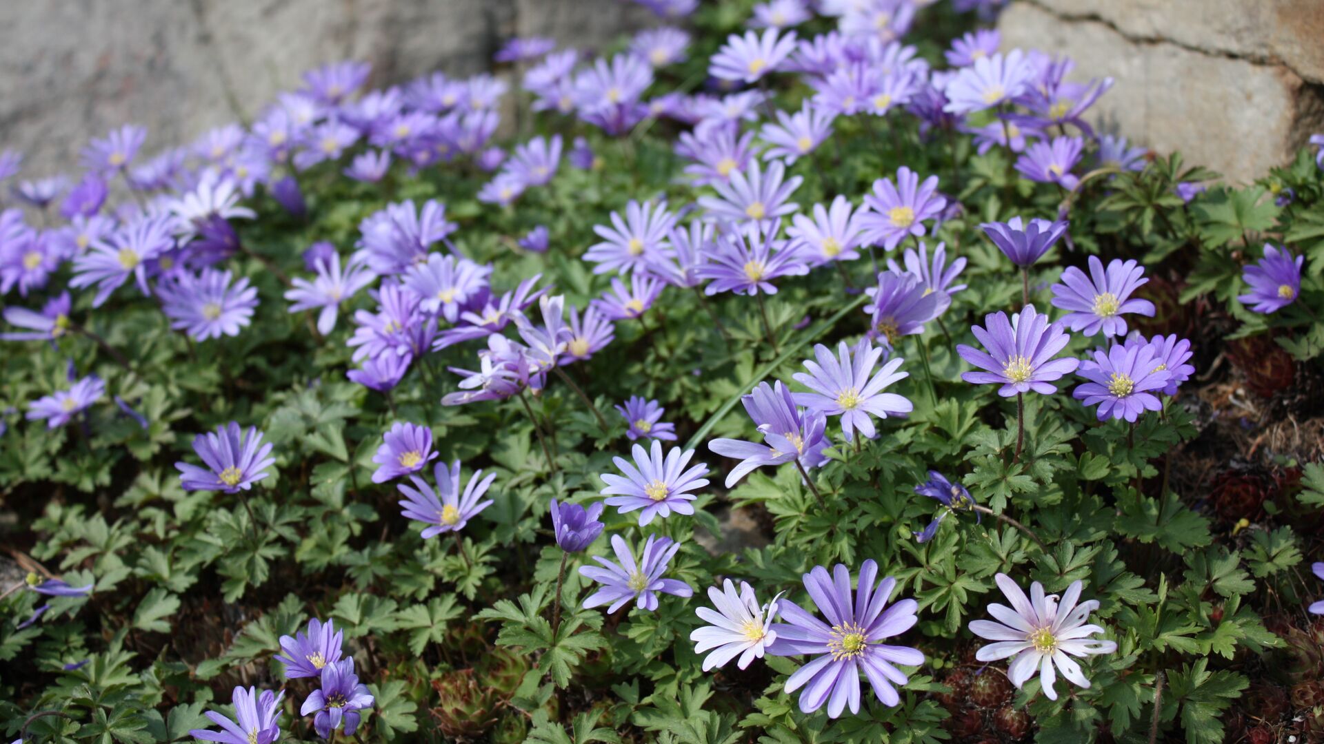 Puzzlopedia | Puzzle Balkan anemone