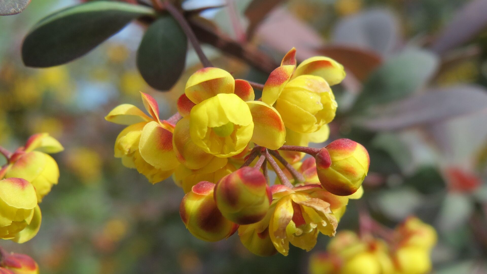 Puzzlopedia | Puzzle Berberis holstii