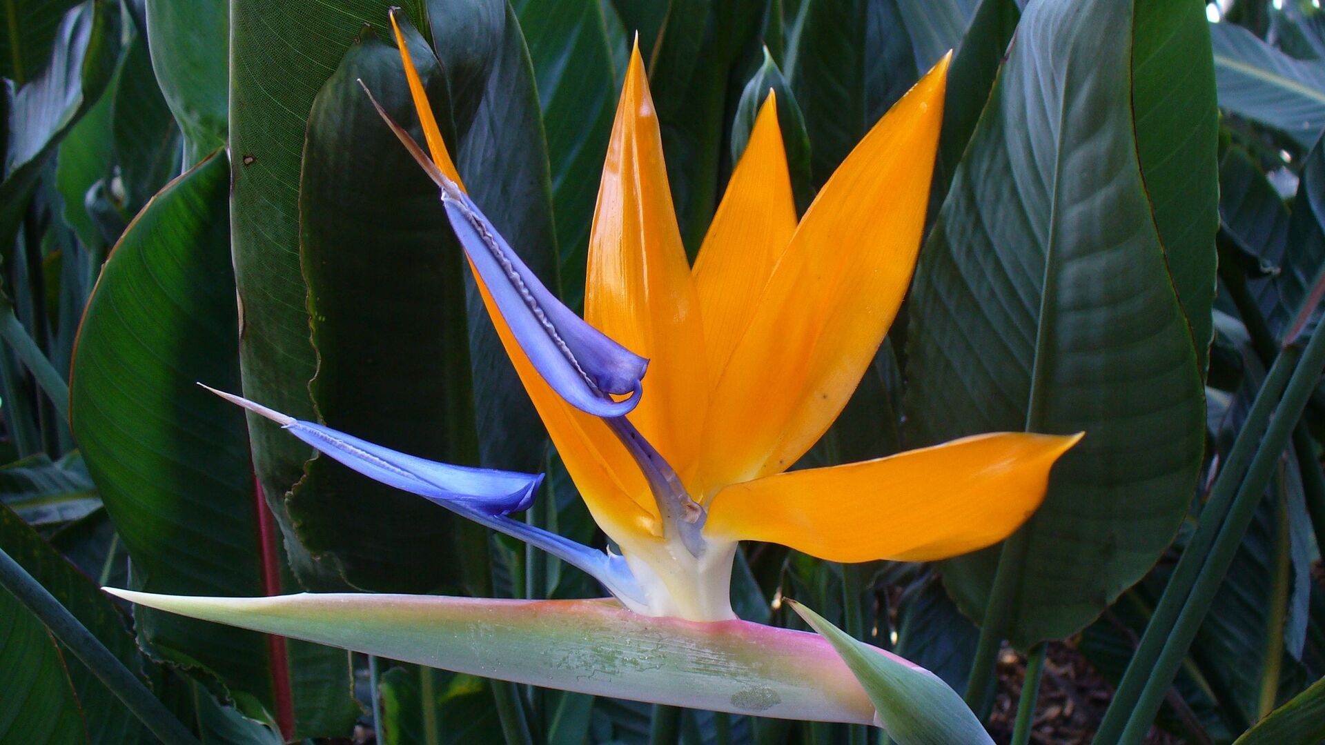 Puzzlopedia | Puzzle Bird of Paradise