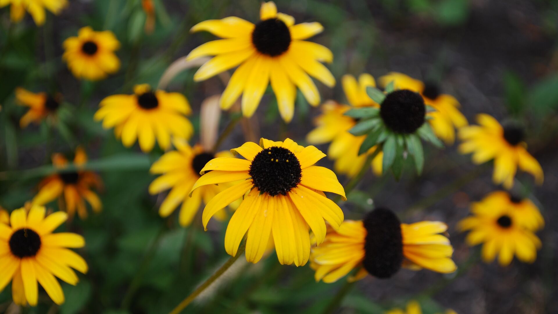 Puzzlopedia | Puzzle Black-eyed Susan