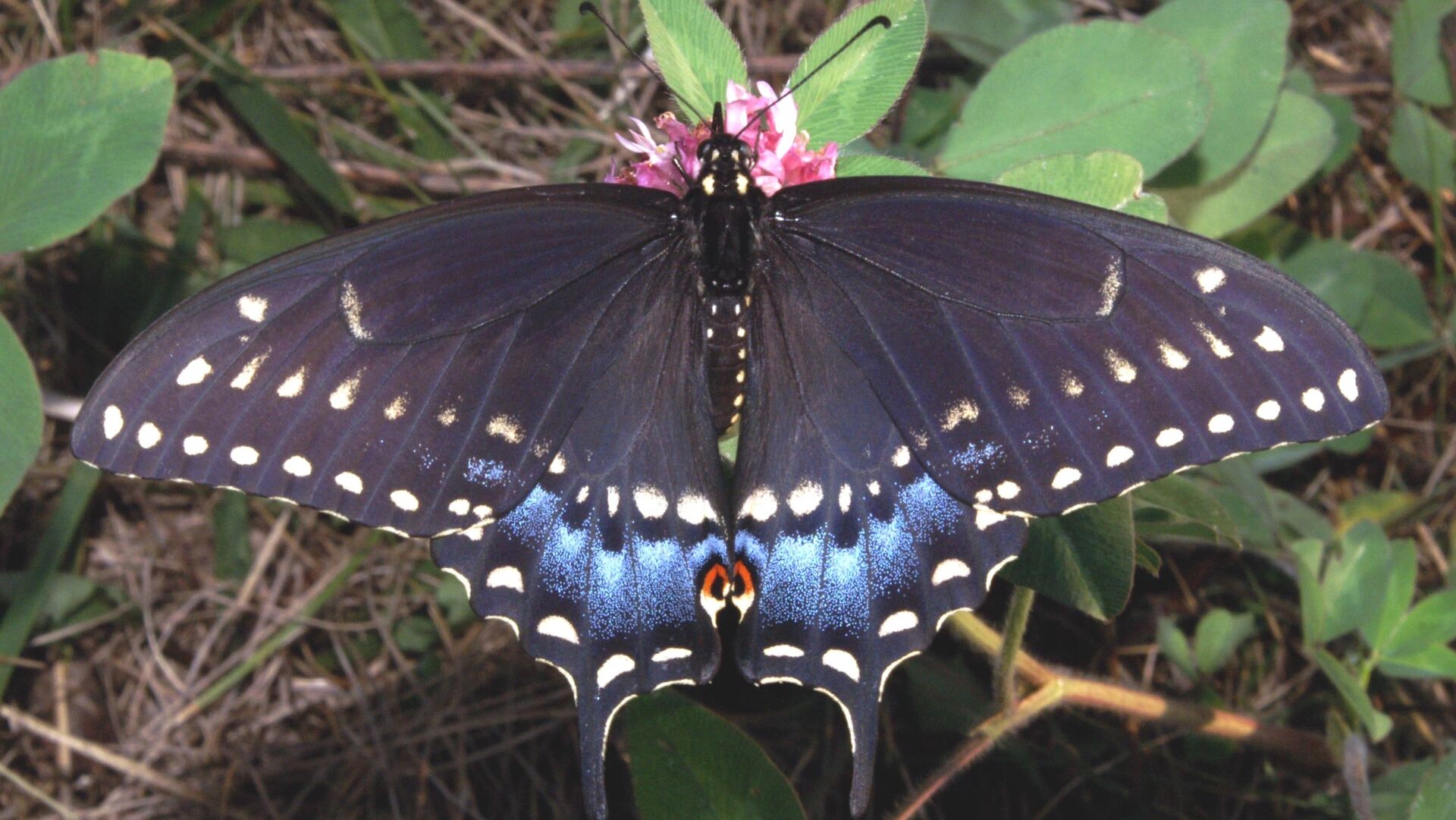 Puzzlopedia | Puzzle Black swallowtail