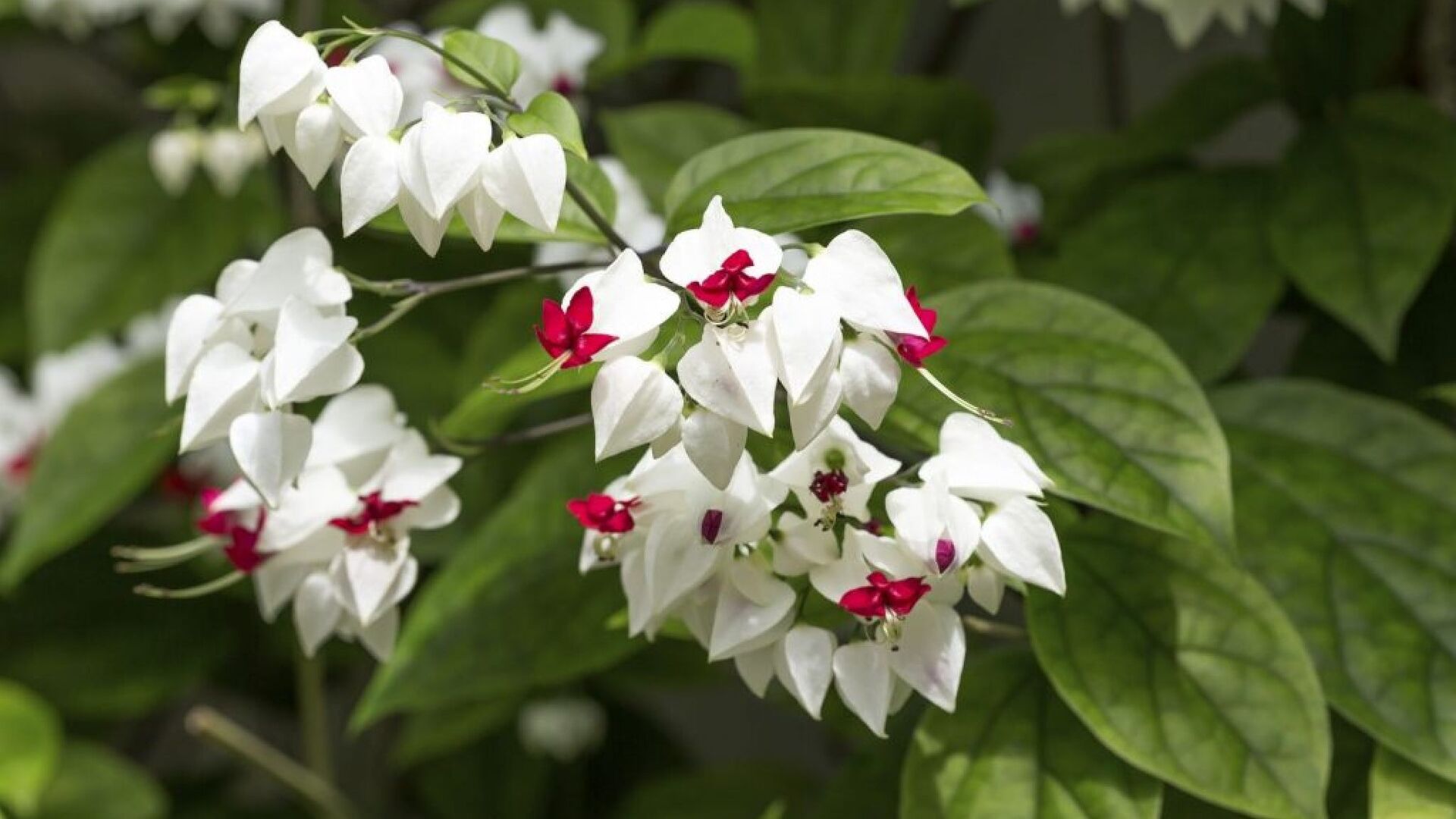 Puzzlopedia | Puzzle Bleeding heart vine