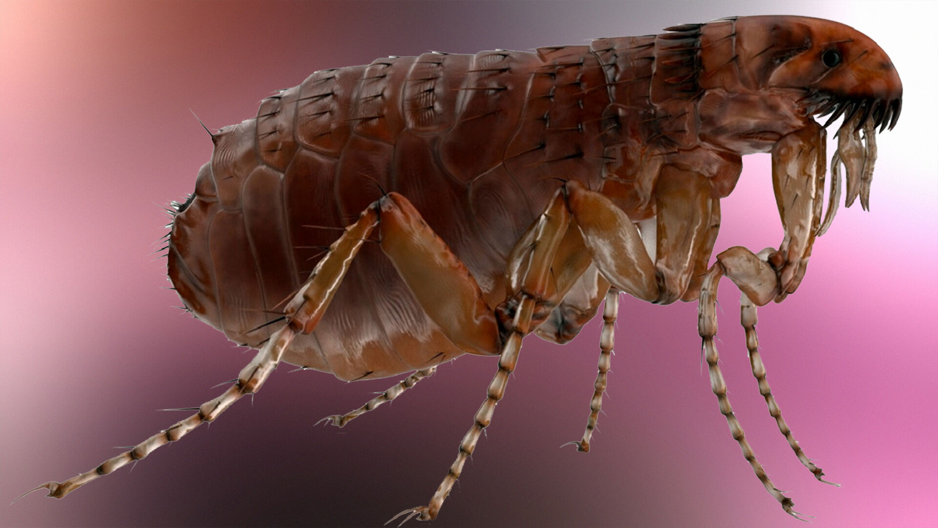 Puzzlopedia | Puzzle Blood sucker