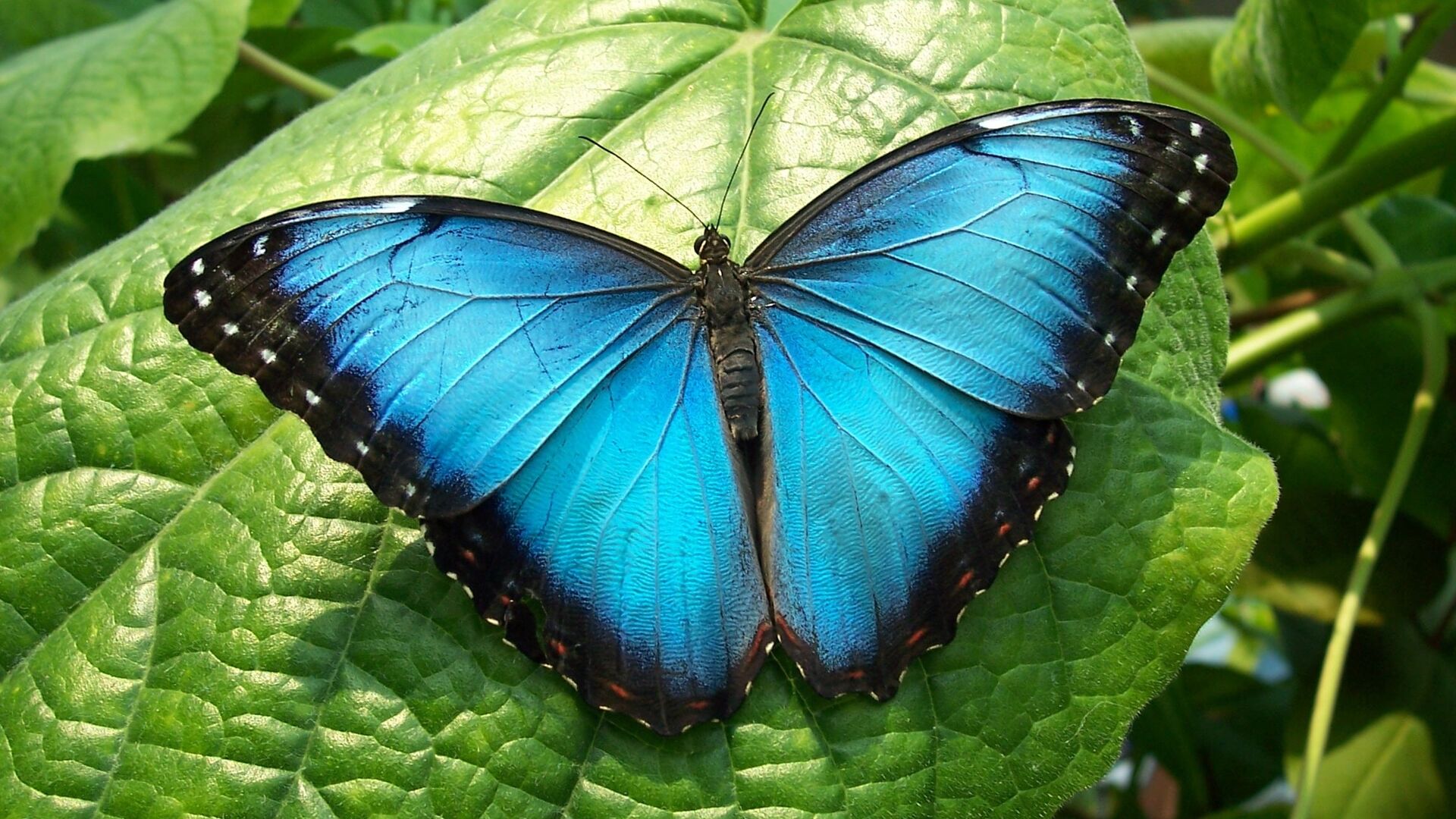 Puzzlopedia | Puzzle Blue morpho