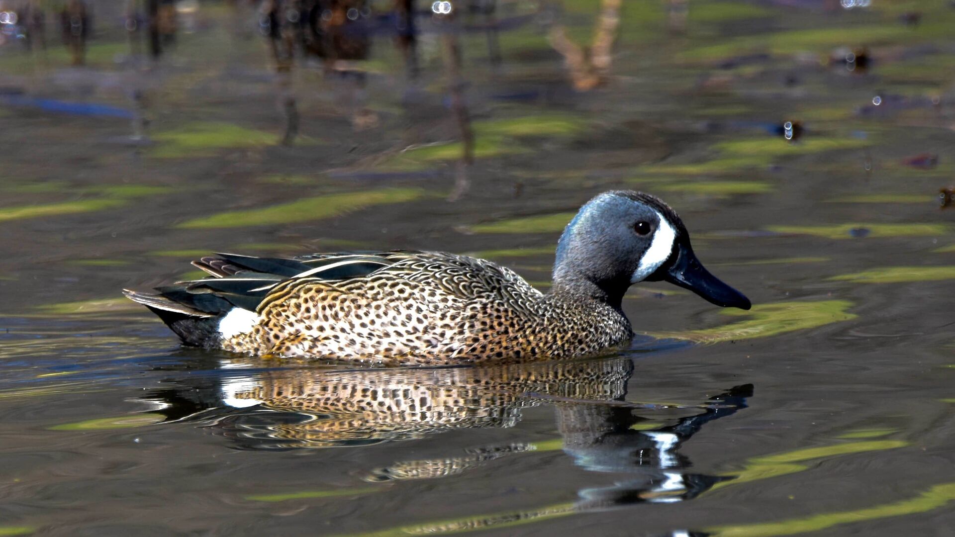 Puzzlopedia | Puzzle Blue-winged teal