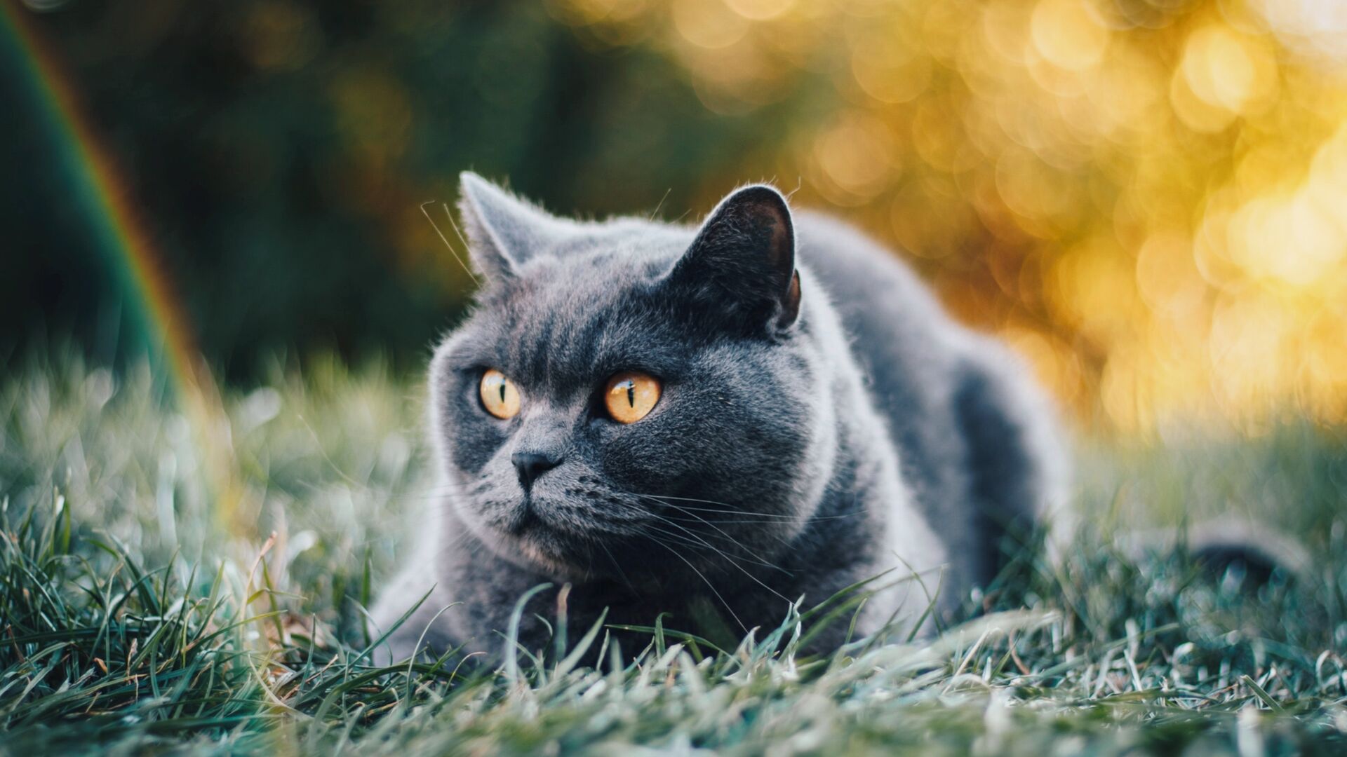 Puzzlopedia | Puzzle British Shorthair