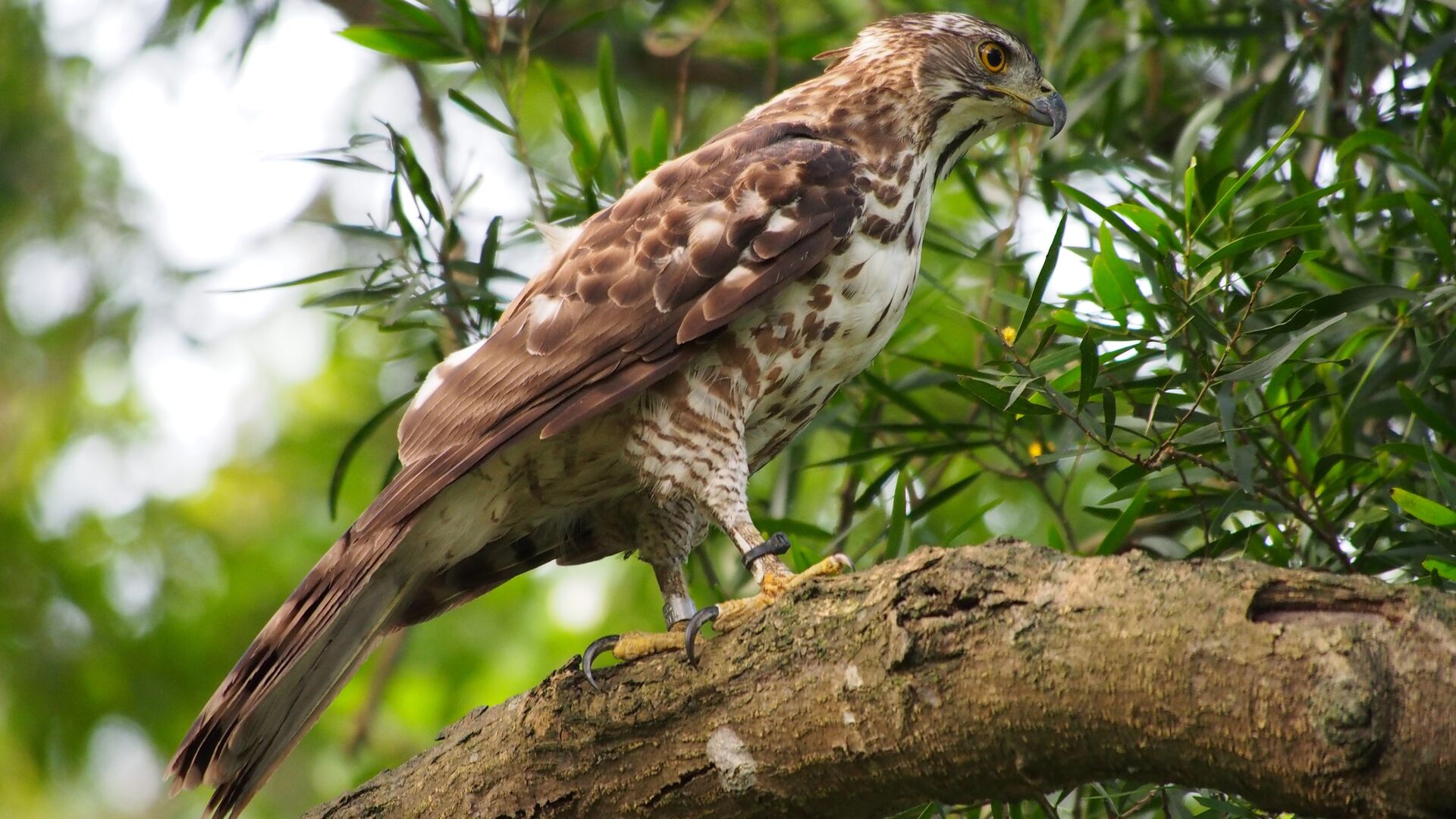 Puzzlopedia | Puzzle Brown goshawk
