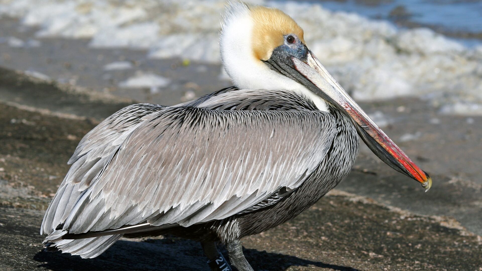 Puzzlopedia | Puzzle Brown pelican