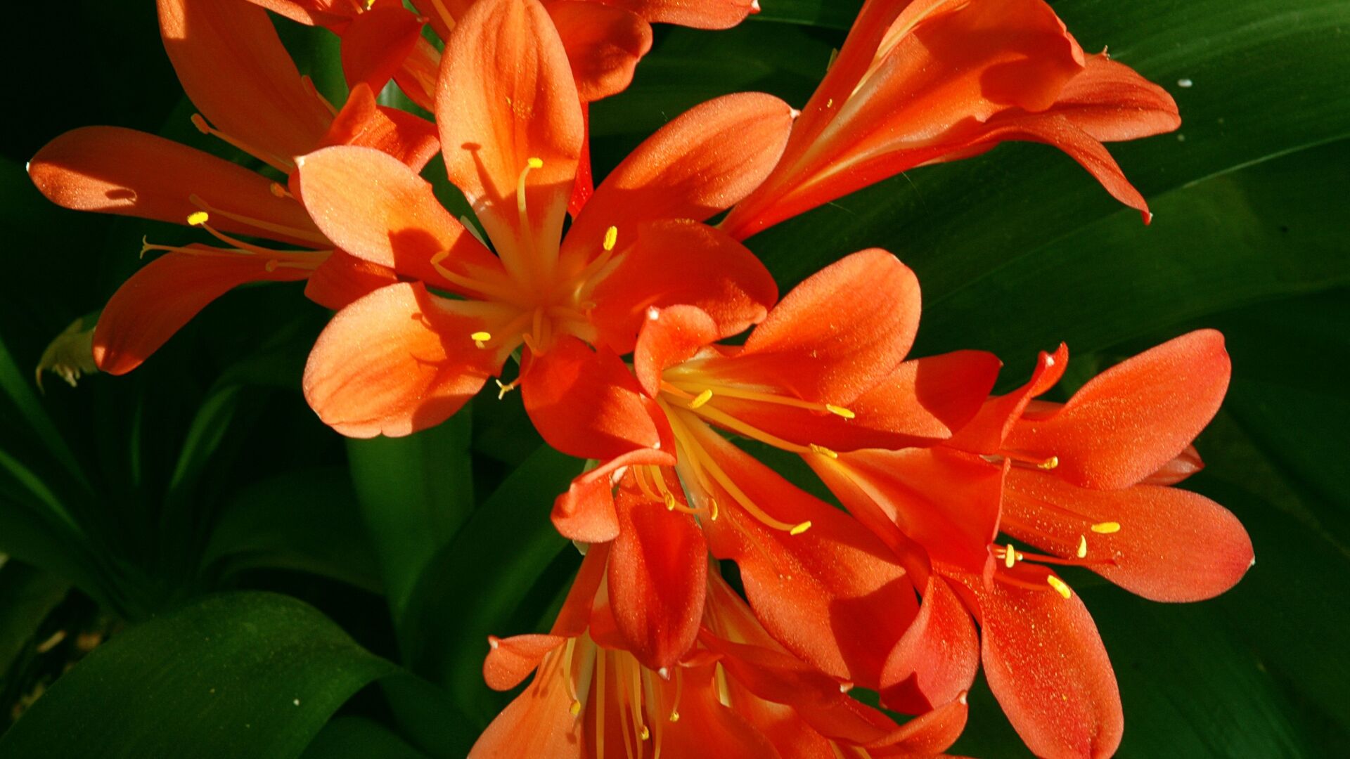 Puzzlopedia | Puzzle Bush lily