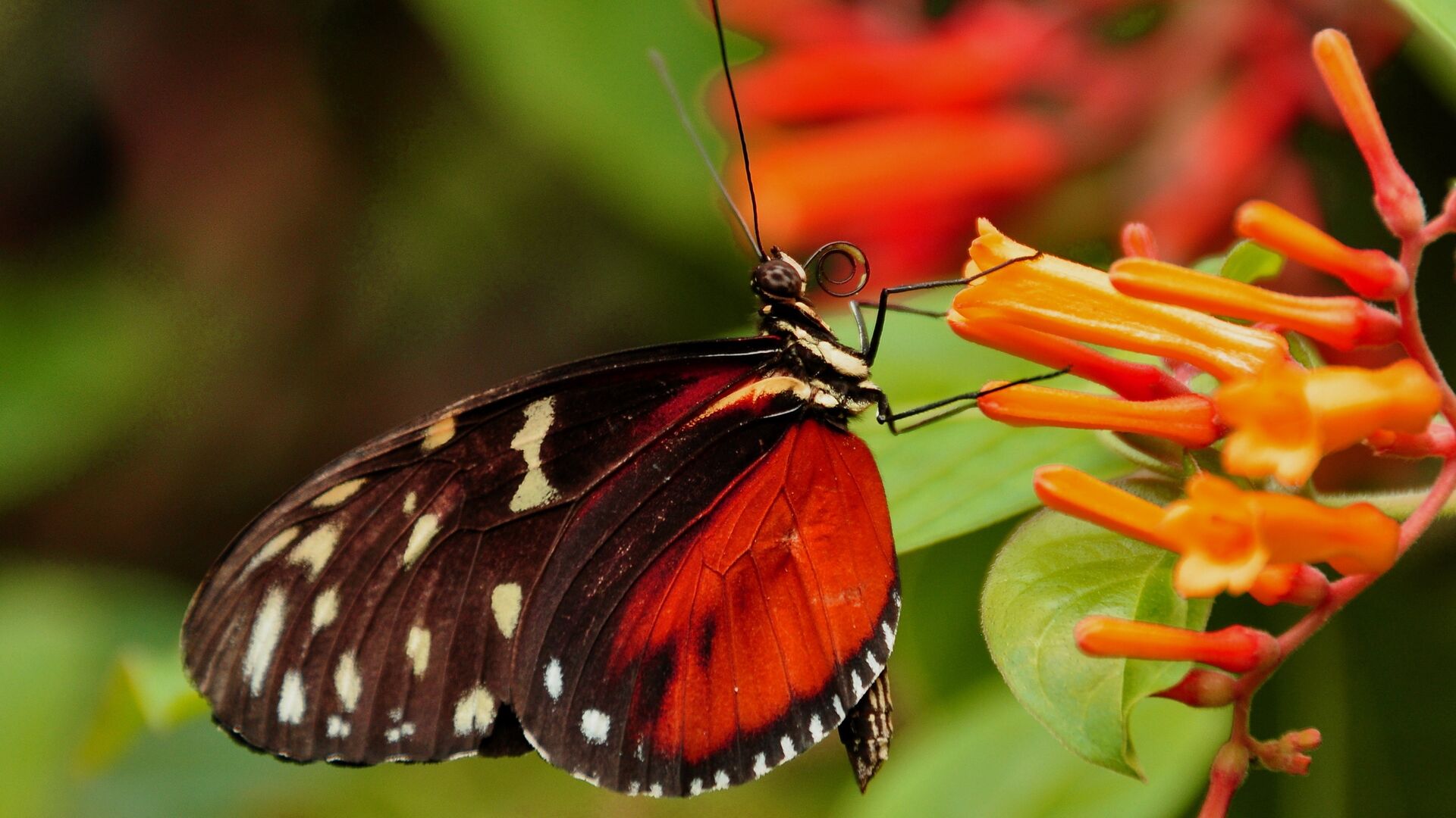 Puzzlopedia | Puzzle Butterfly’s proboscis