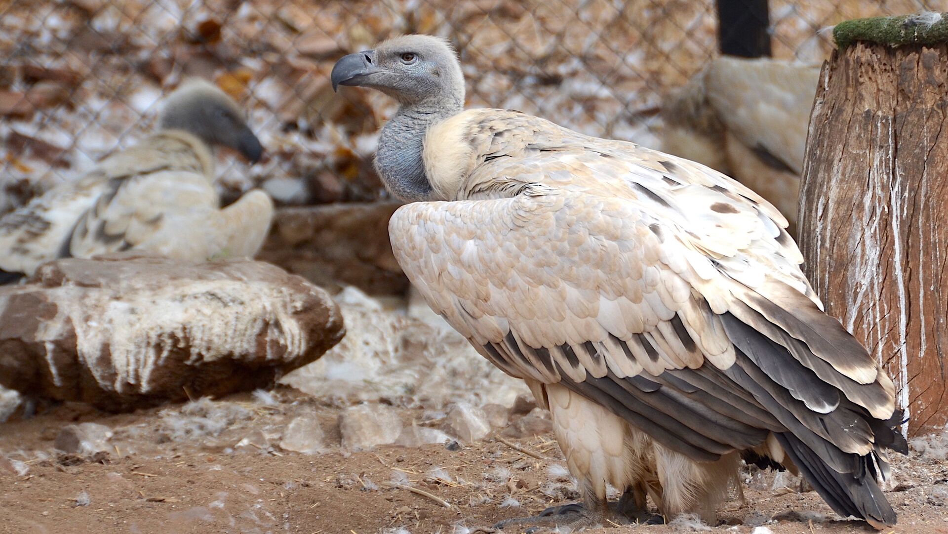 Puzzlopedia | Puzzle Cape vulture