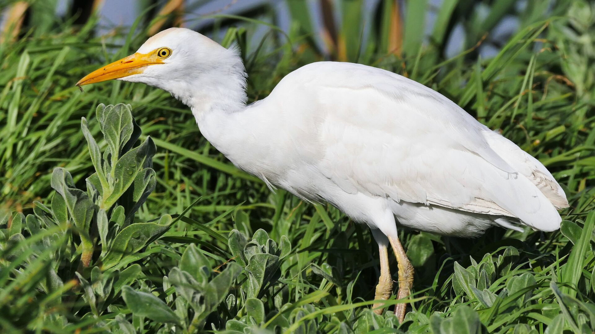 Puzzlopedia | Puzzle Cattle egret