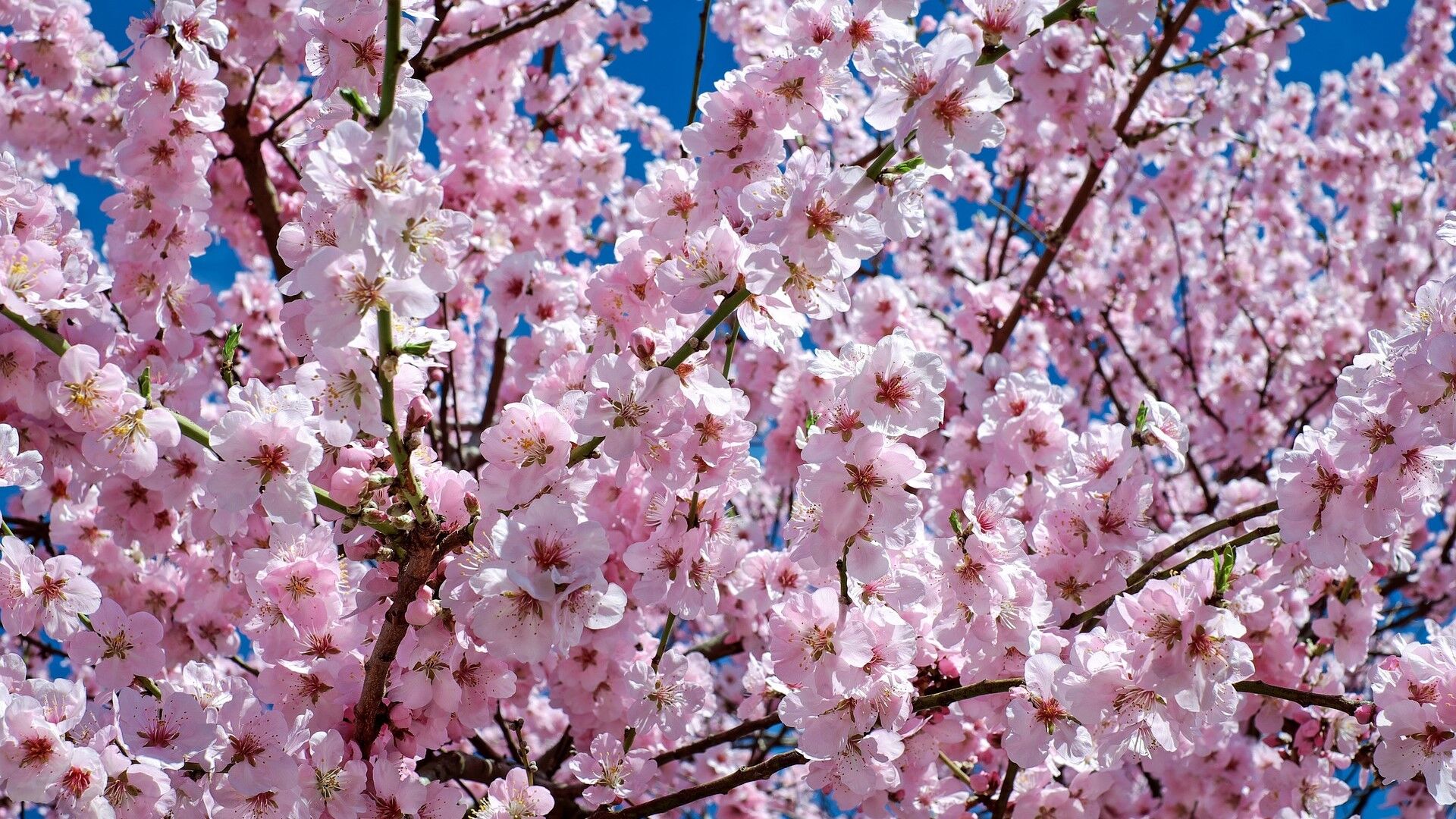 Puzzlopedia | Puzzle Cherry blossom