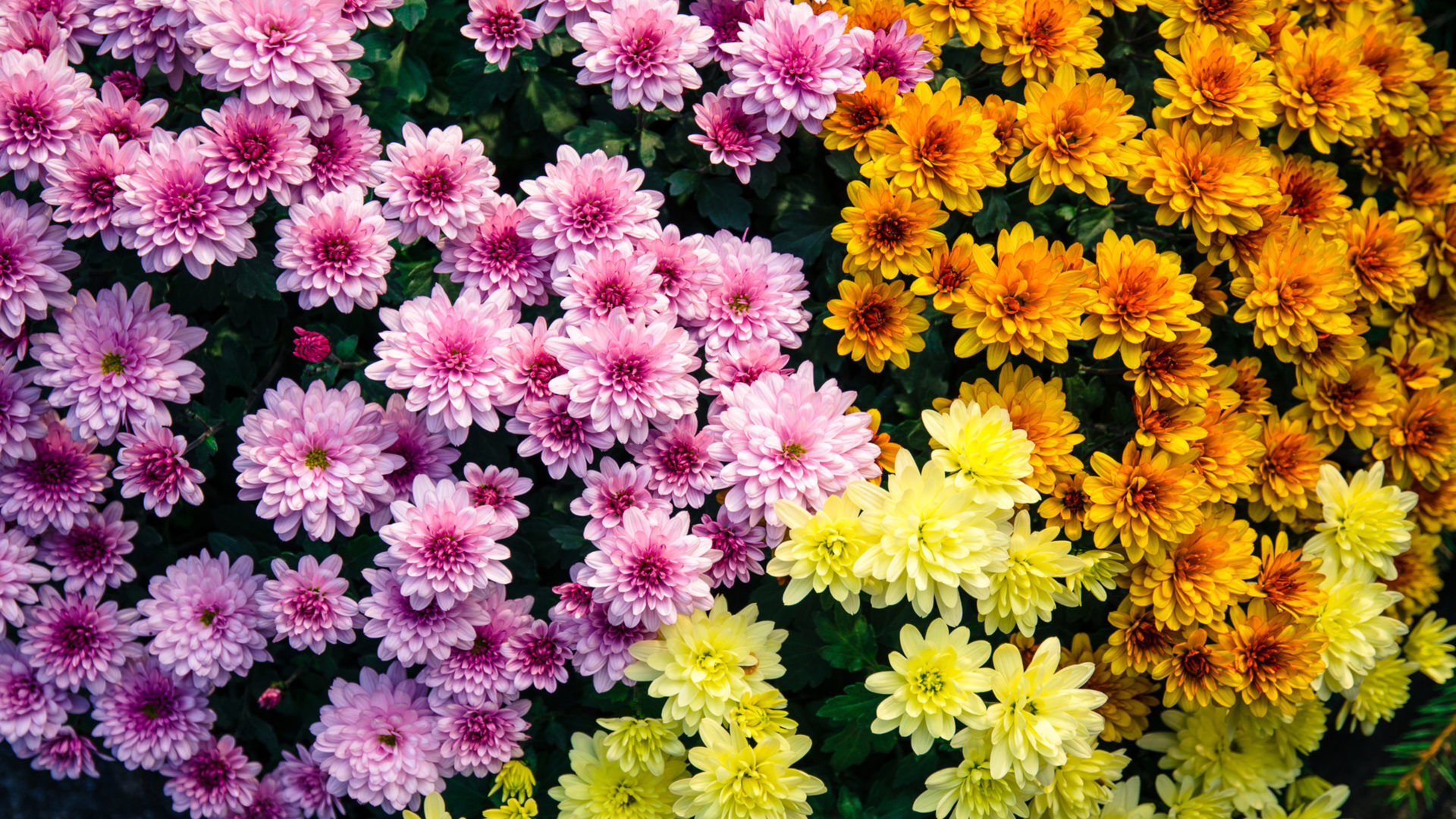 Puzzlopedia | Puzzle Chrysanthemum