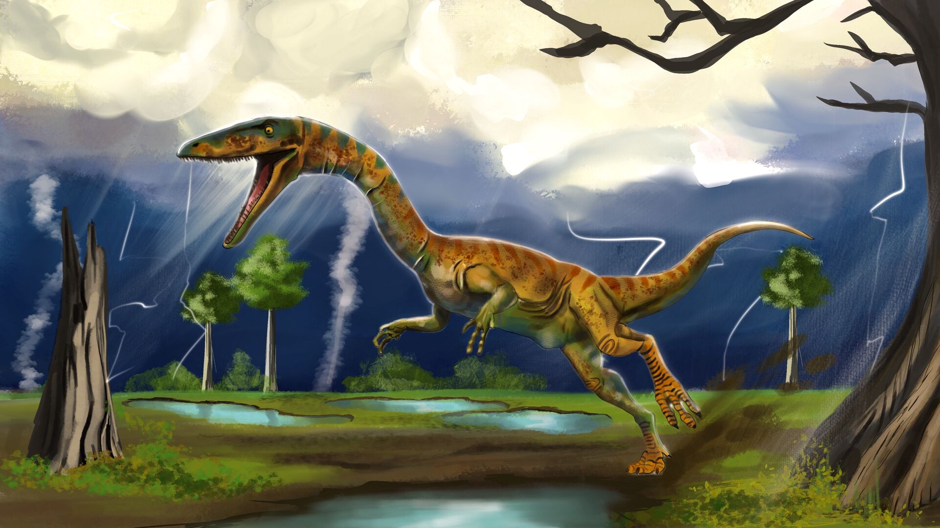 Puzzlopedia | Puzzle Coelophysis (Triassic)
