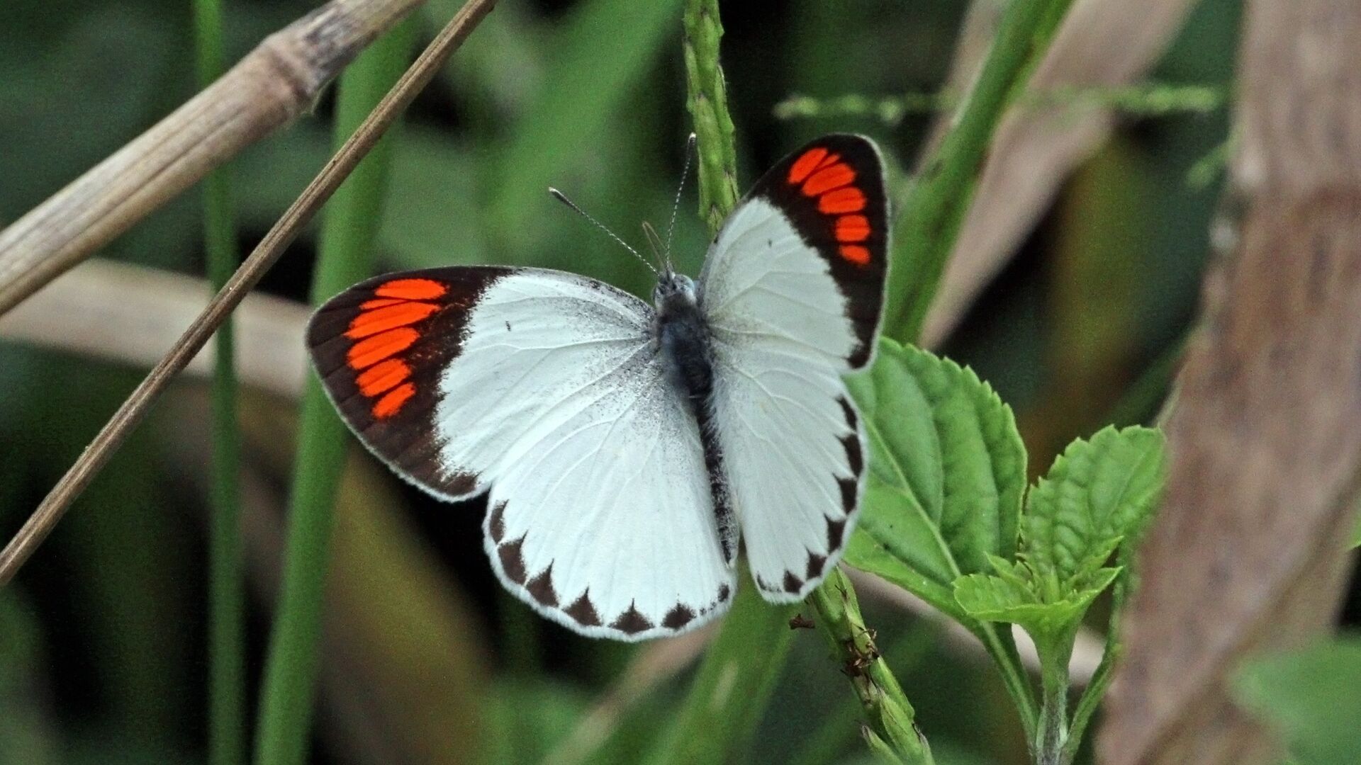 Puzzlopedia | Puzzle Colotis euippe