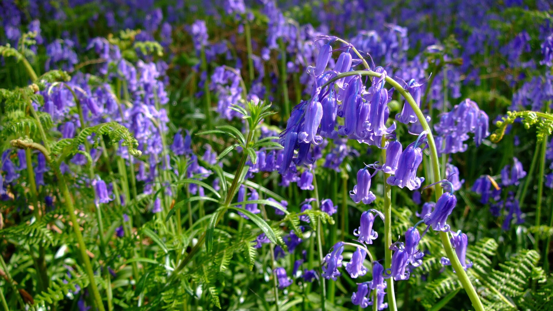Puzzlopedia | Puzzle Common bluebell
