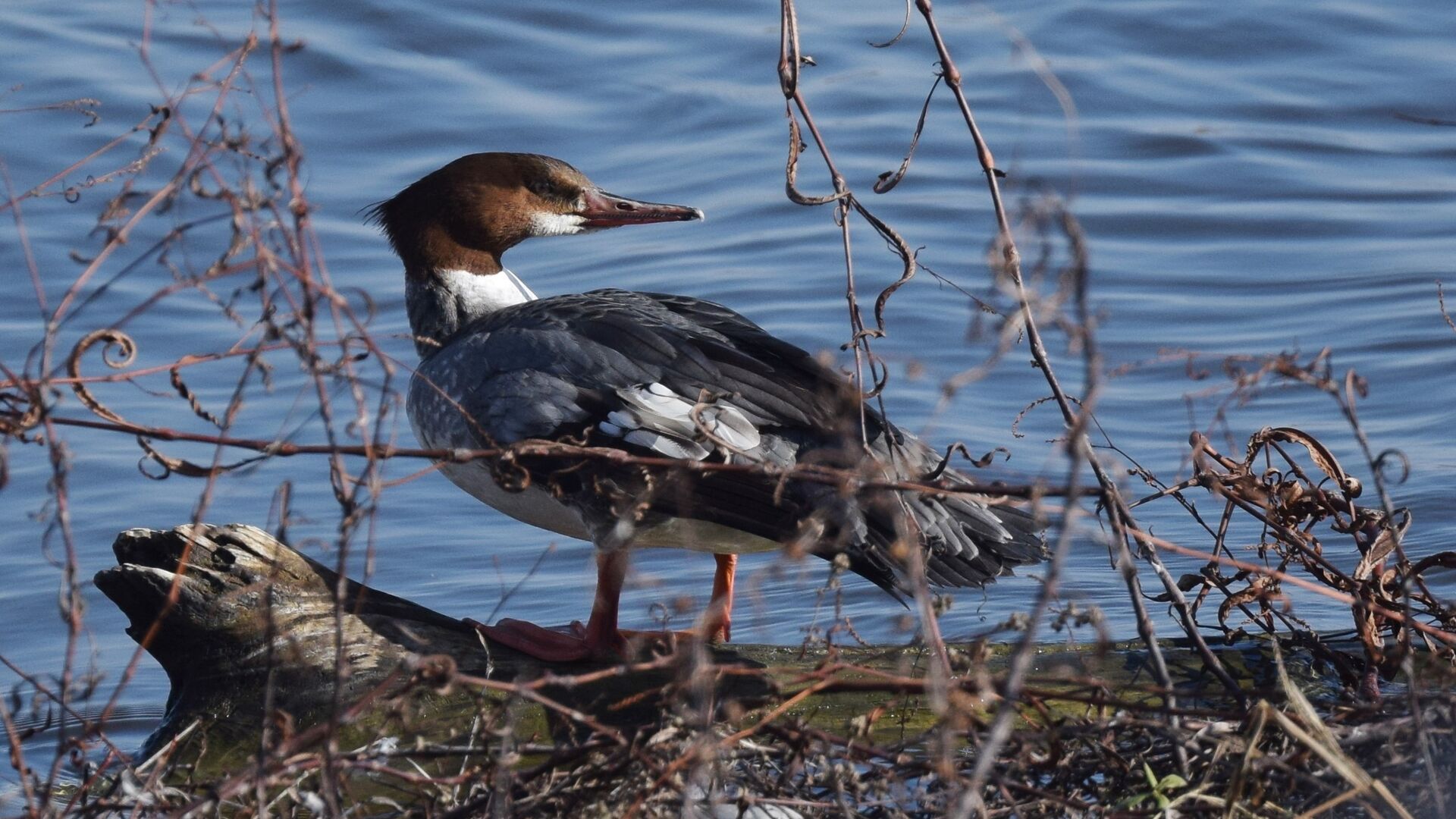 Puzzlopedia | Puzzle Common merganser