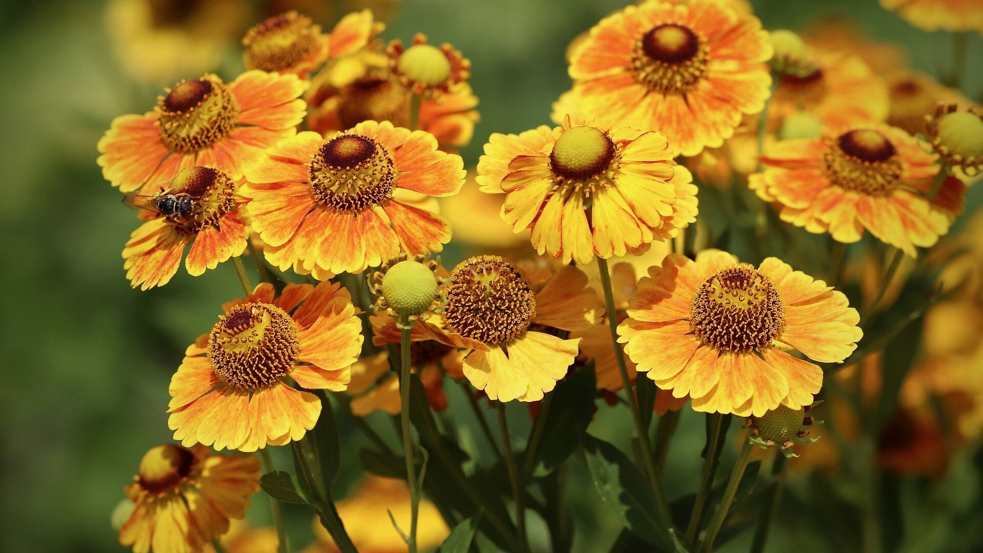Puzzlopedia | Puzzle Common sneezeweed