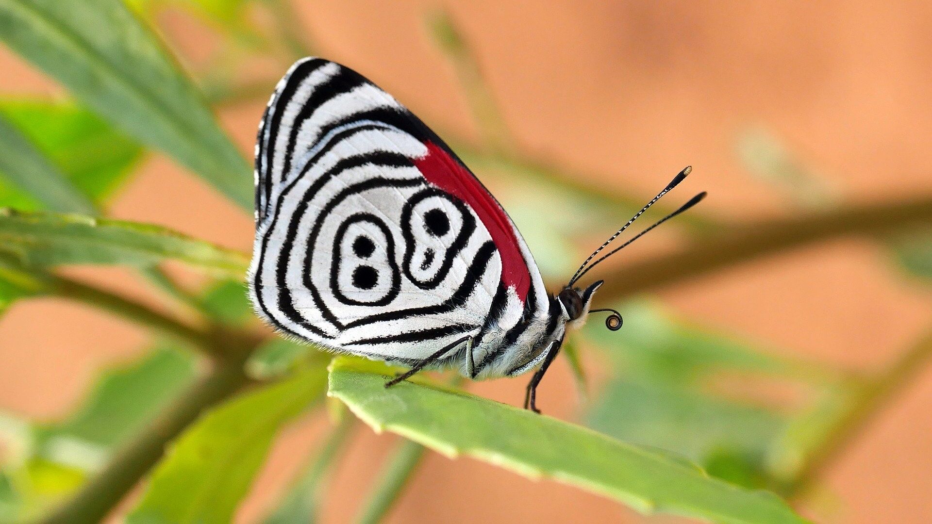 Puzzlopedia | Puzzle Cramer's eighty-eight