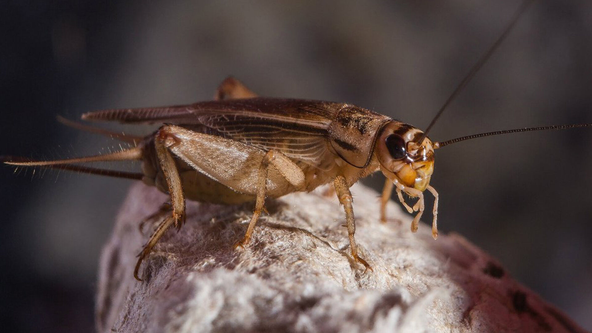 Puzzlopedia | Puzzle Cricket hearing organs