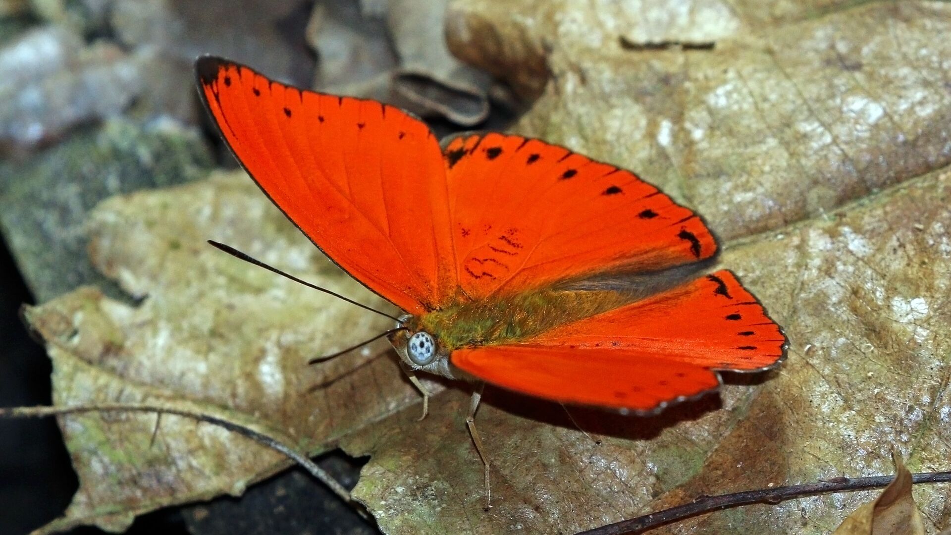 Puzzlopedia | Puzzle Cymothoe mabillei