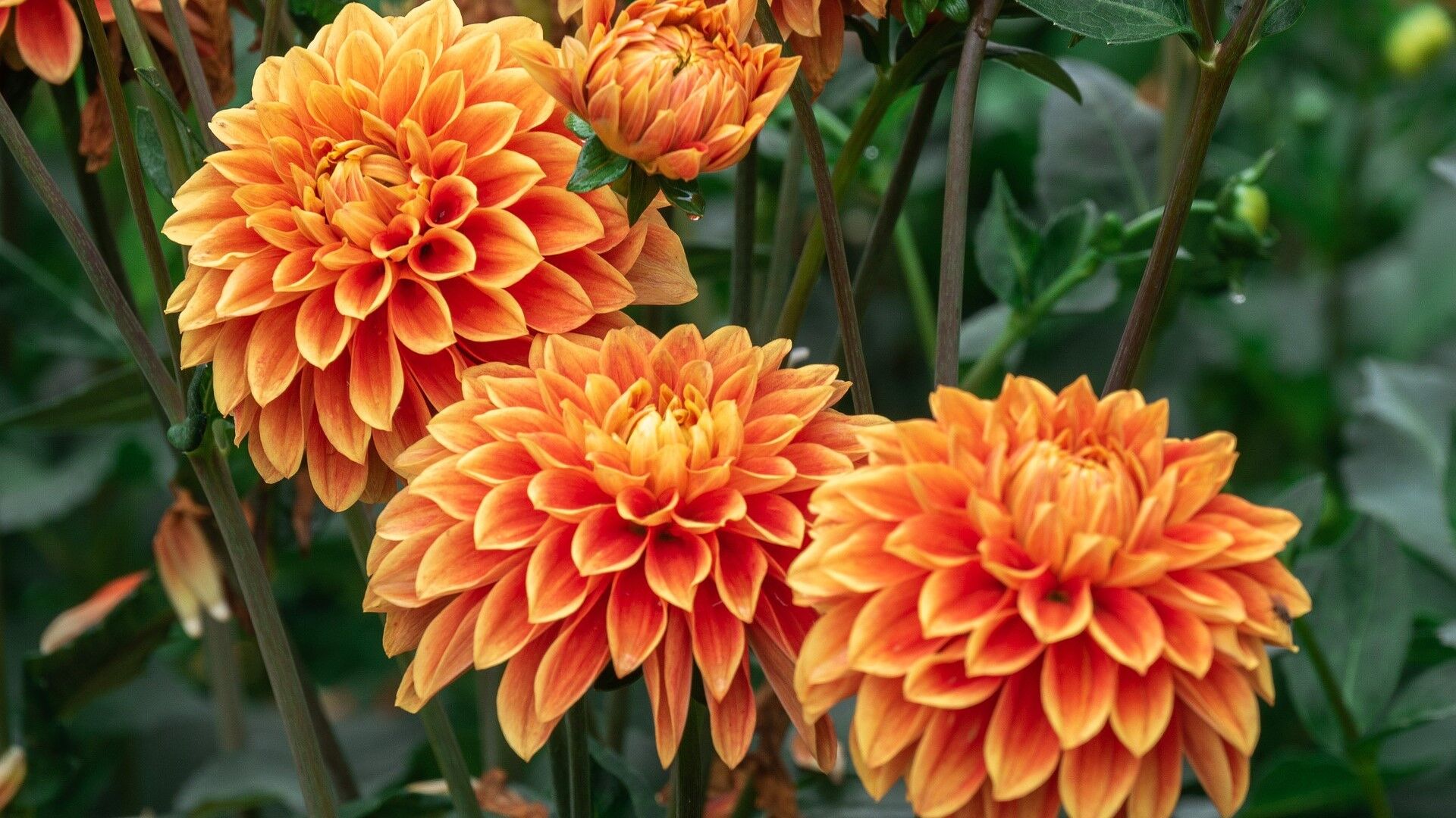 Puzzlopedia | Puzzle Dahlia