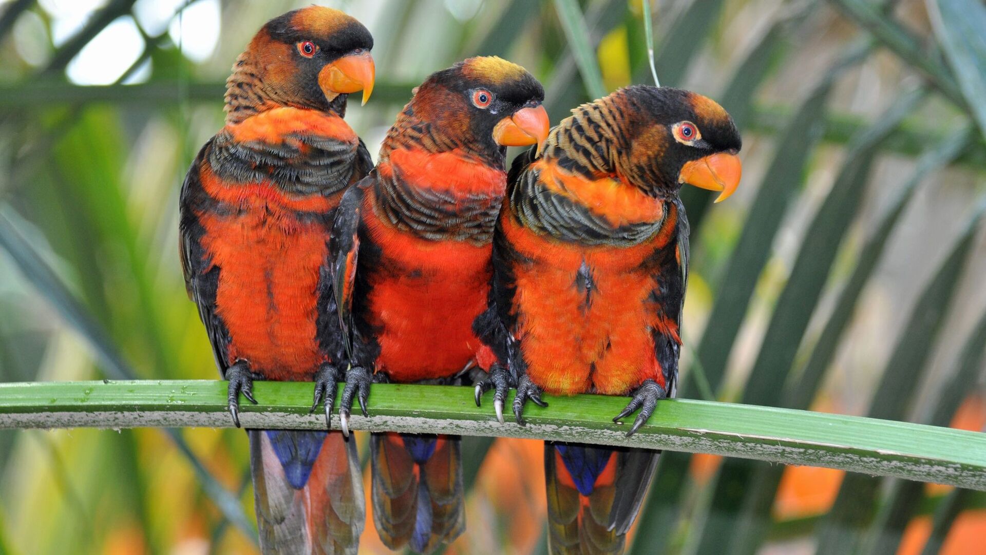 Puzzlopedia | Puzzle Dusky lory