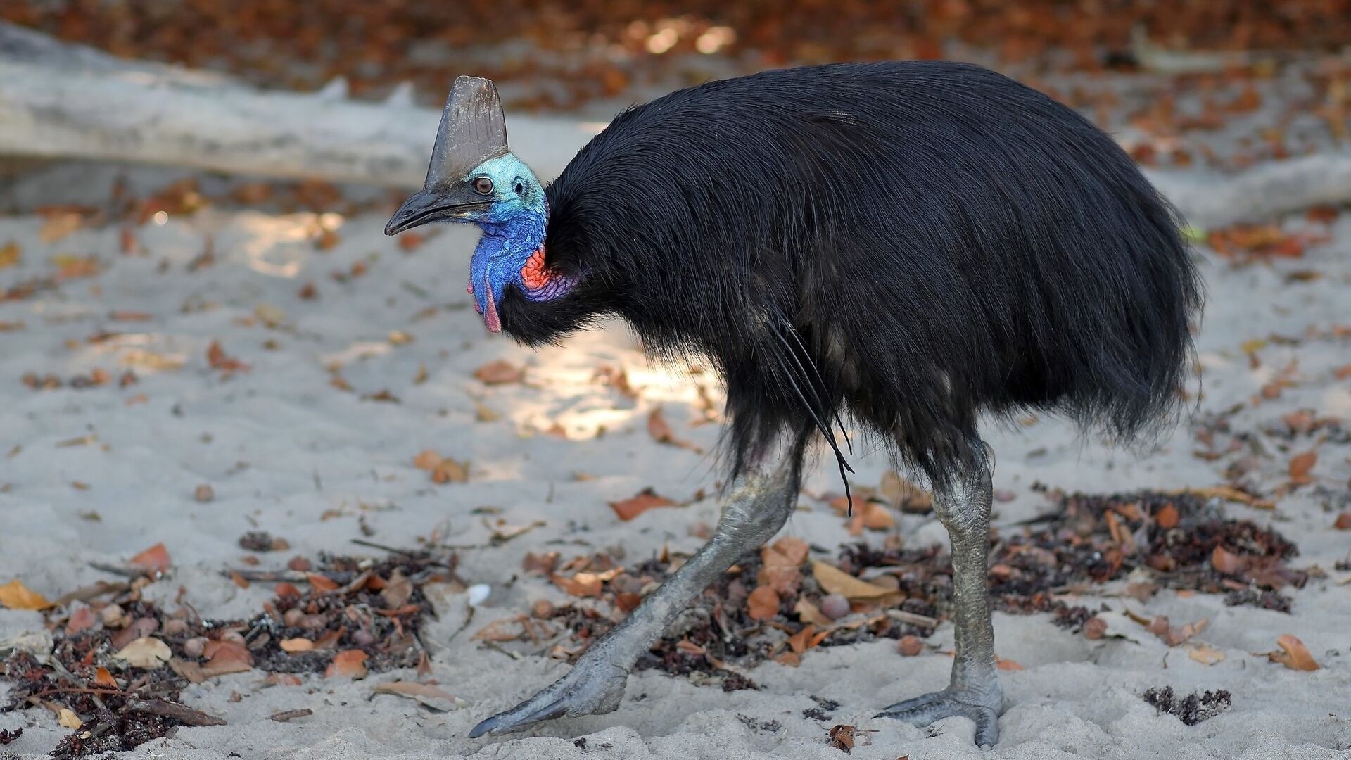 Puzzlopedia | Puzzle Dwarf Cassowary