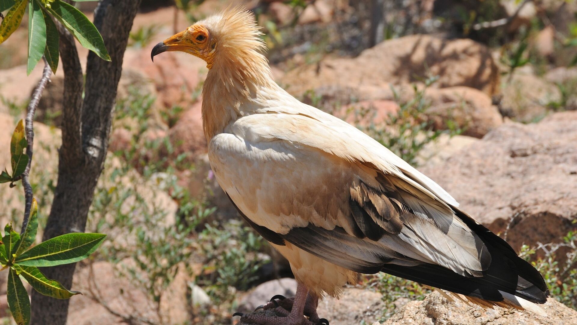 Puzzlopedia | Puzzle Egyptian vulture