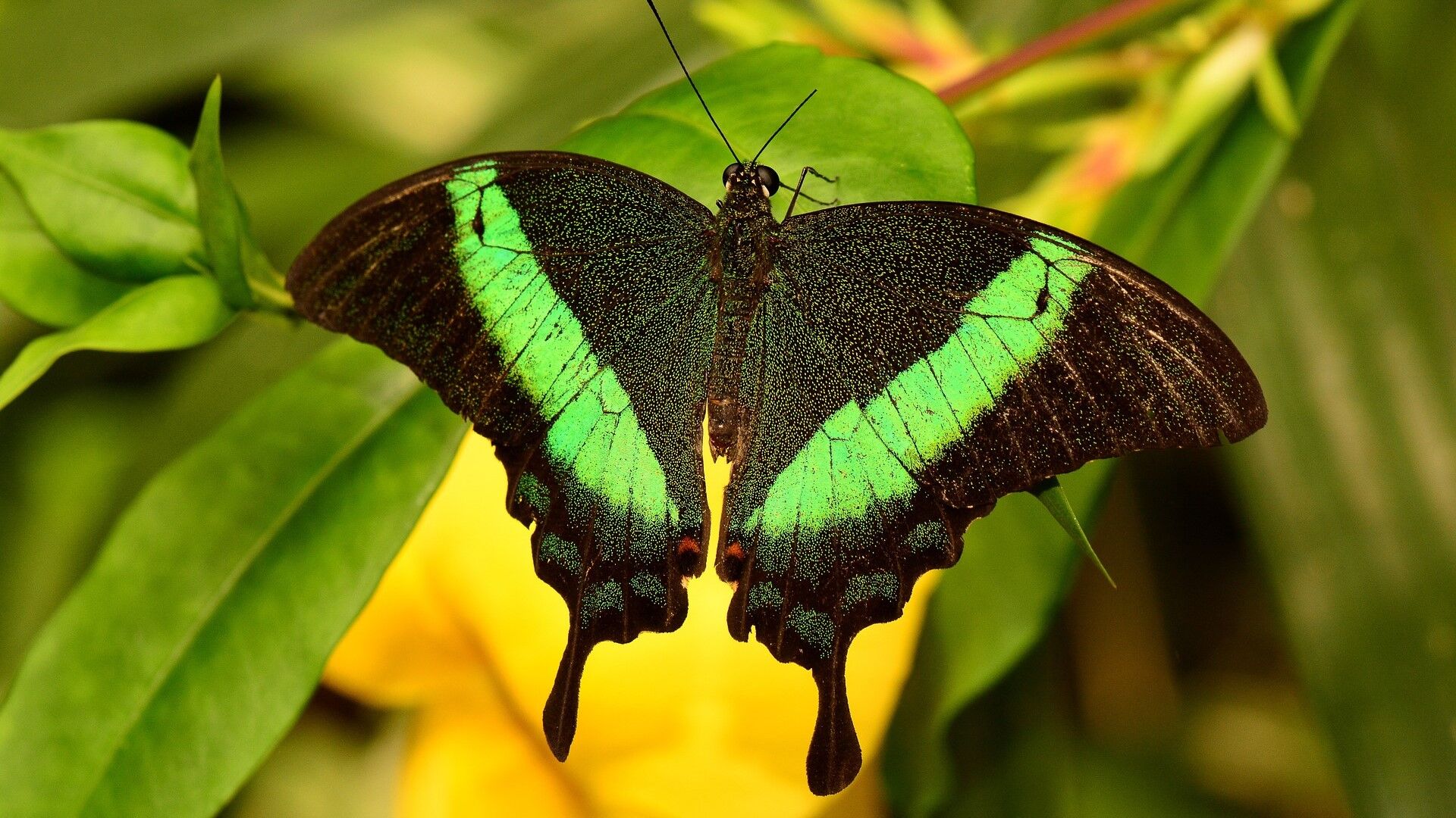 Puzzlopedia | Puzzle Emerald swallowtail
