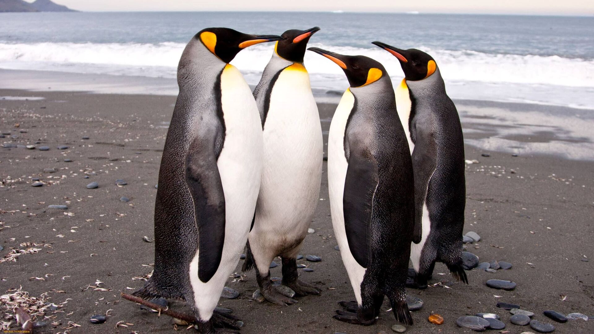 Puzzlopedia | Puzzle Emperor penguin