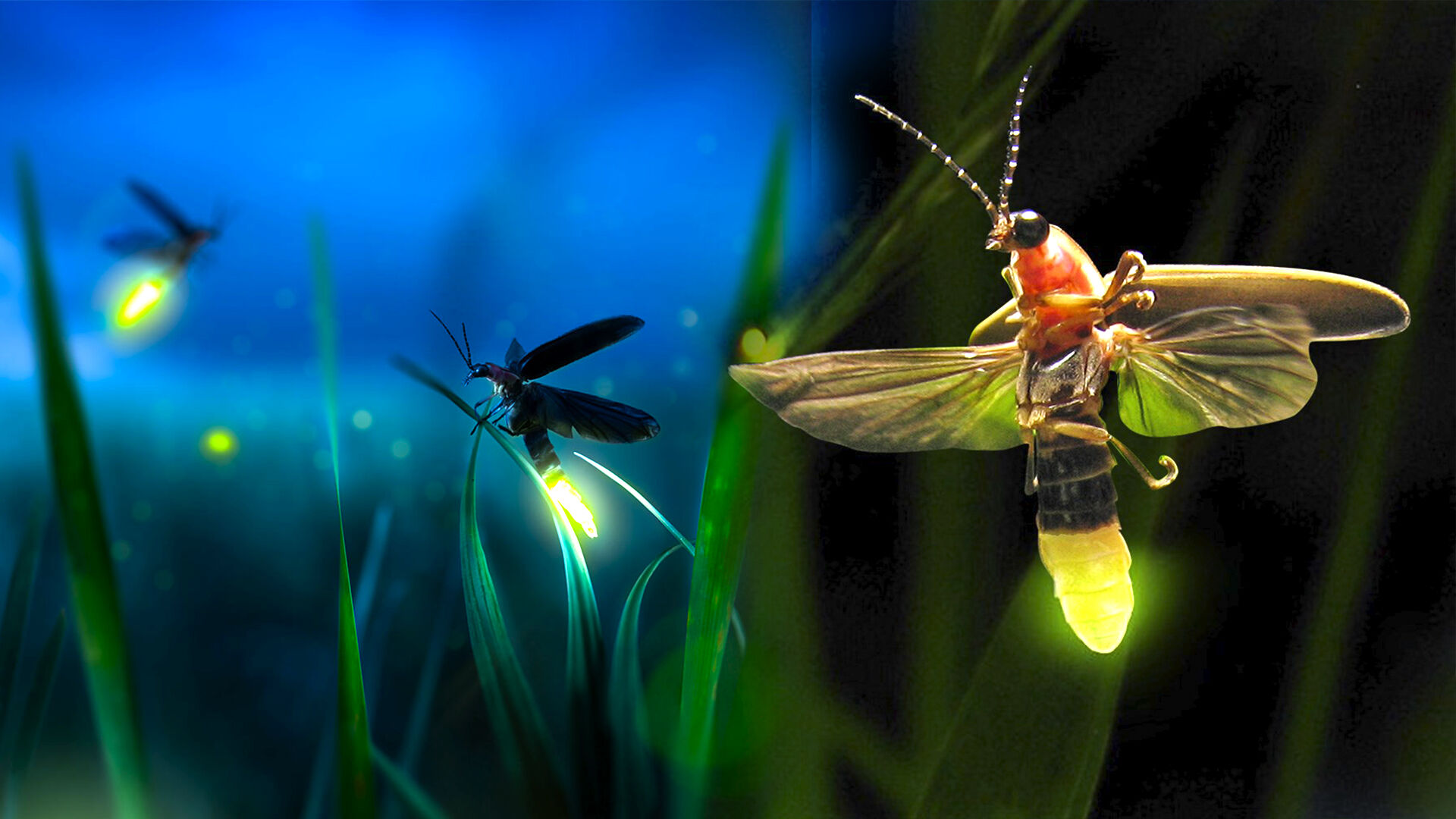 Puzzlopedia | Puzzle Energy release