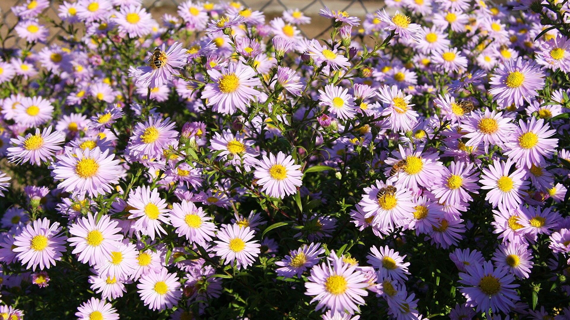 Puzzlopedia | Puzzle European Michaelmas daisy