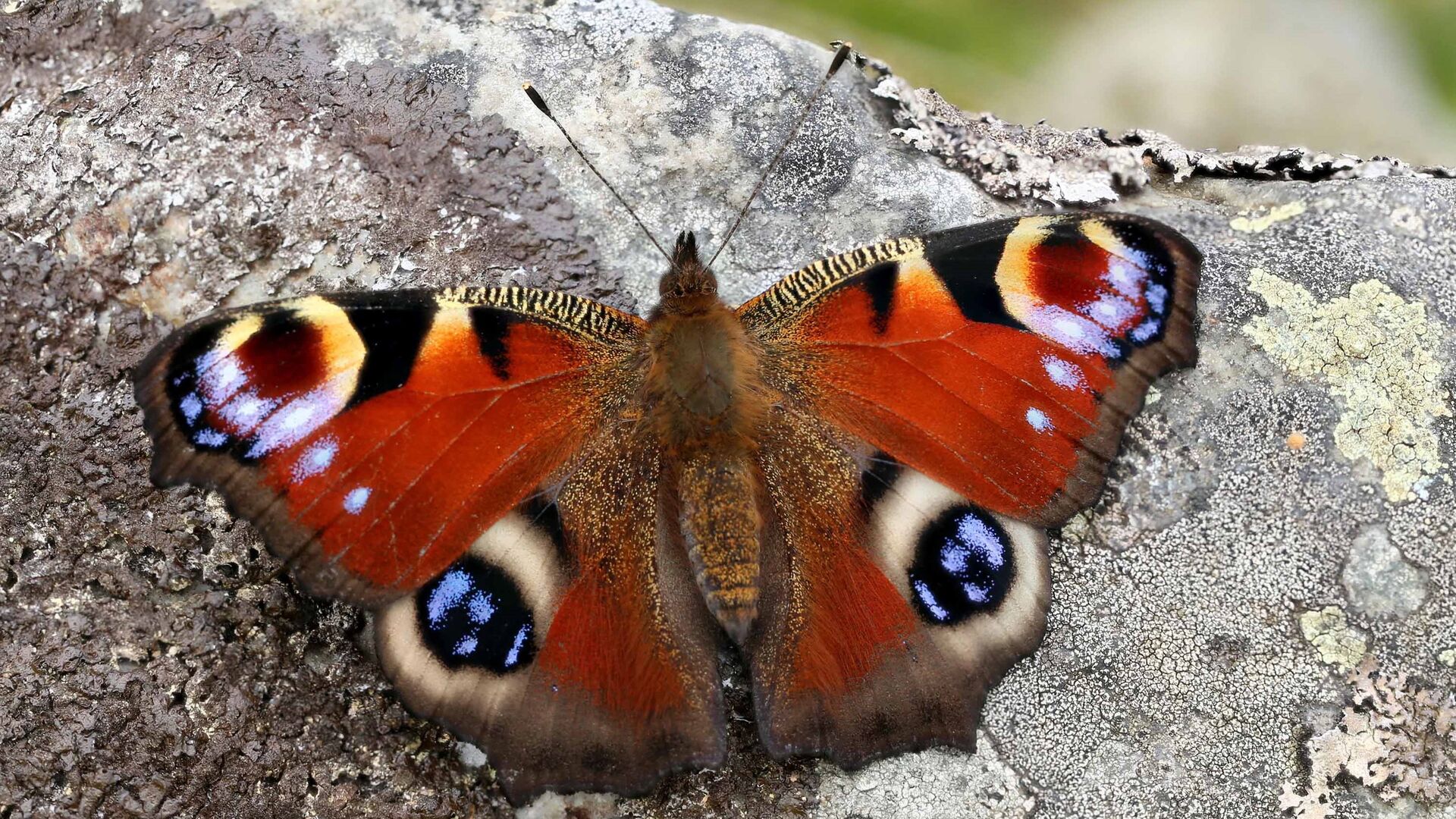 Puzzlopedia | Puzzle European peacock