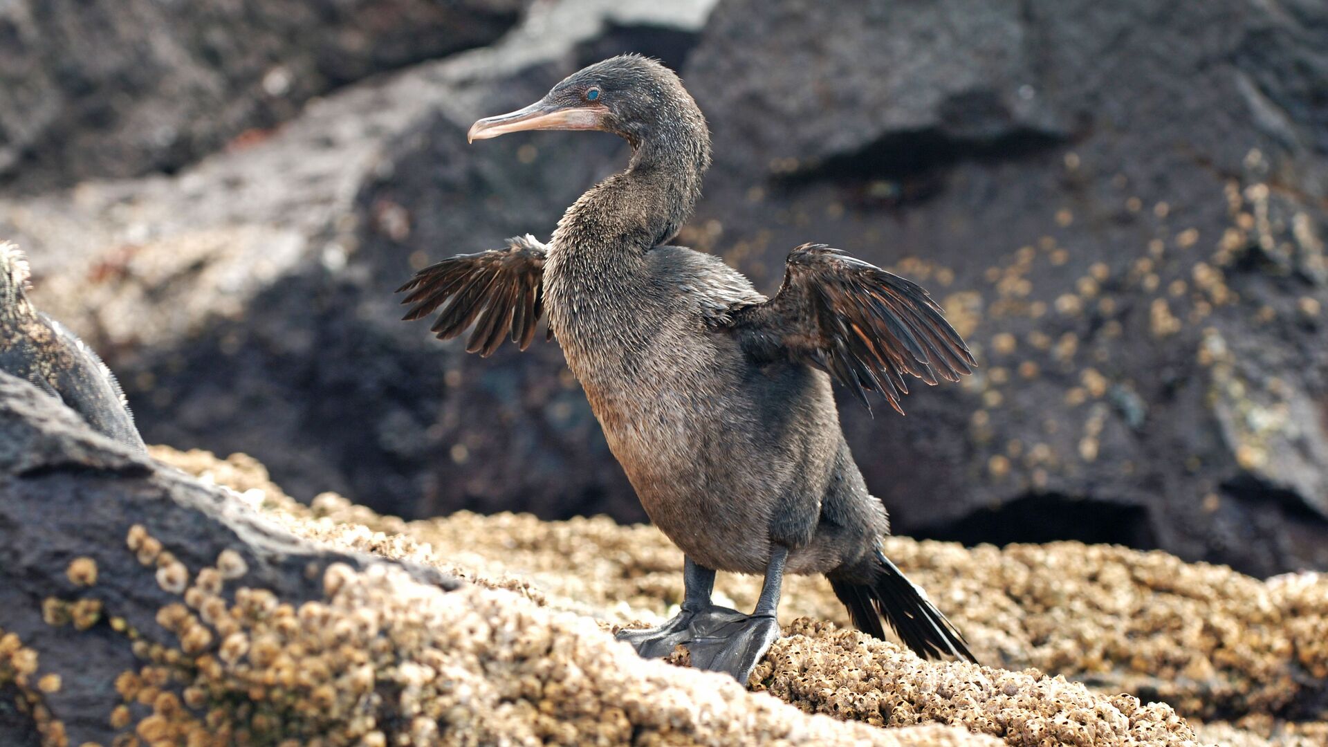 Puzzlopedia | Puzzle Flightless cormorant