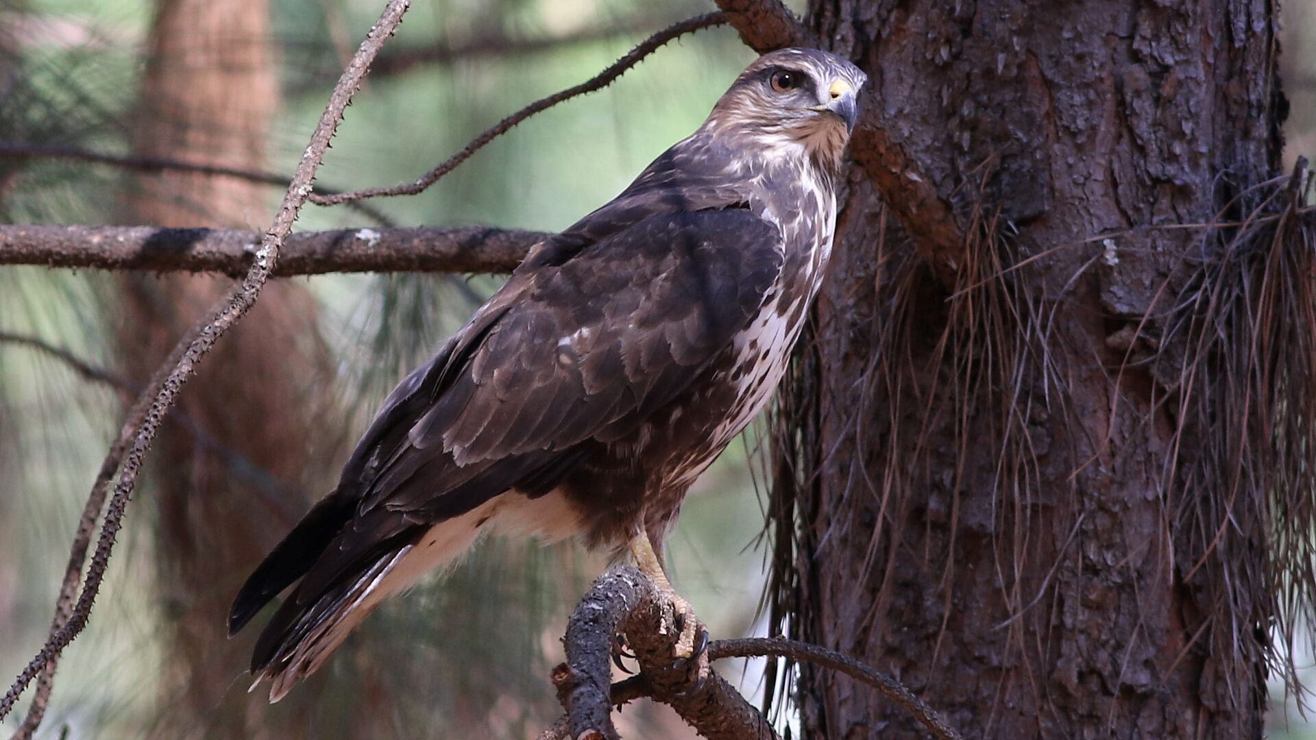 Puzzlopedia | Puzzle Forest buzzard