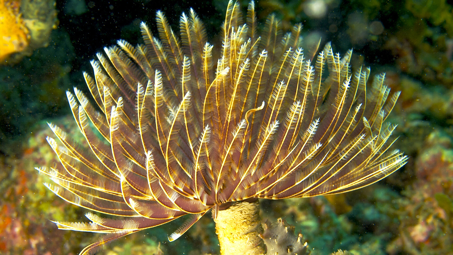 Puzzlopedia | Puzzle Gas exchange