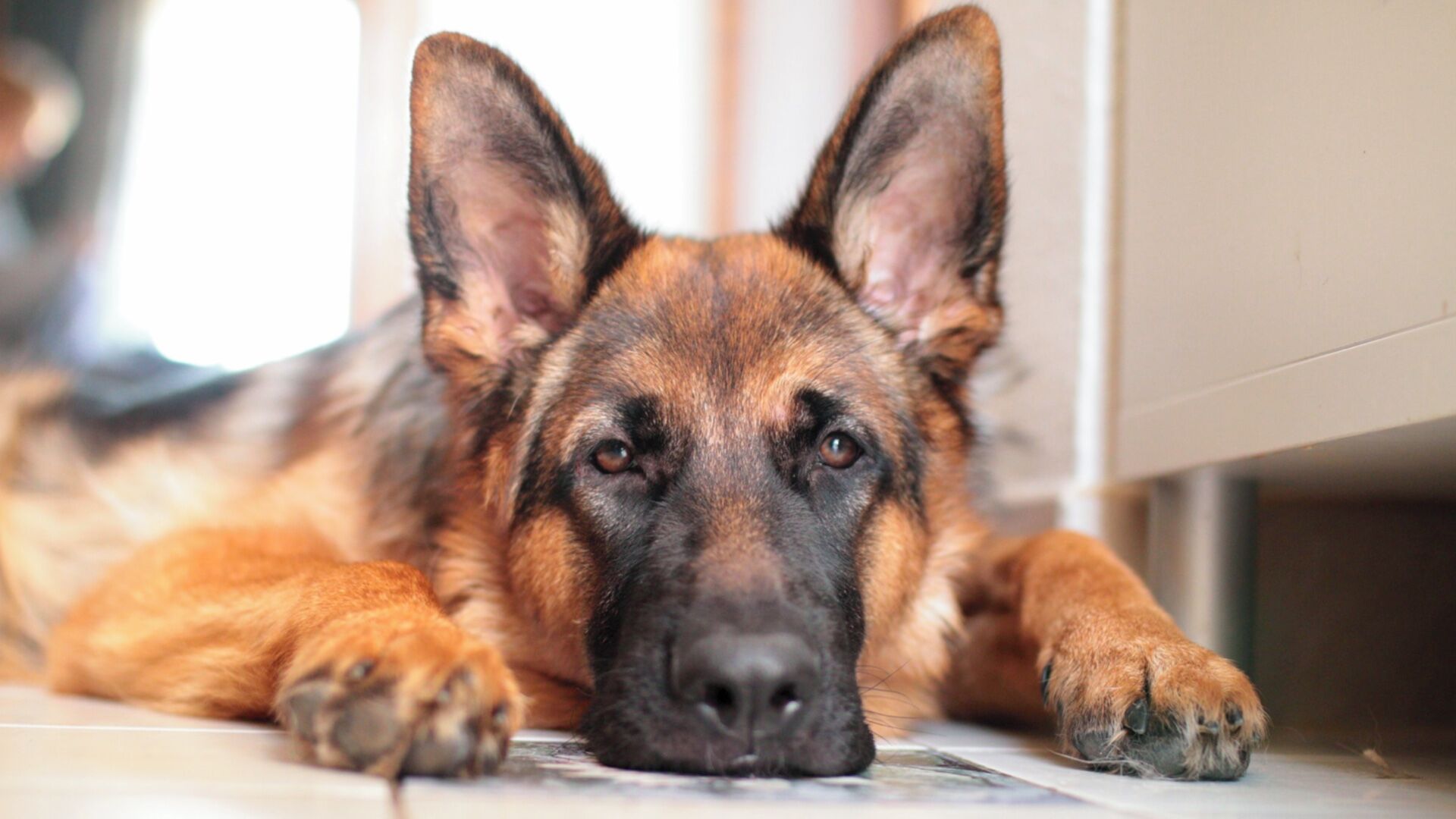 Puzzlopedia | Puzzle German Shepherd