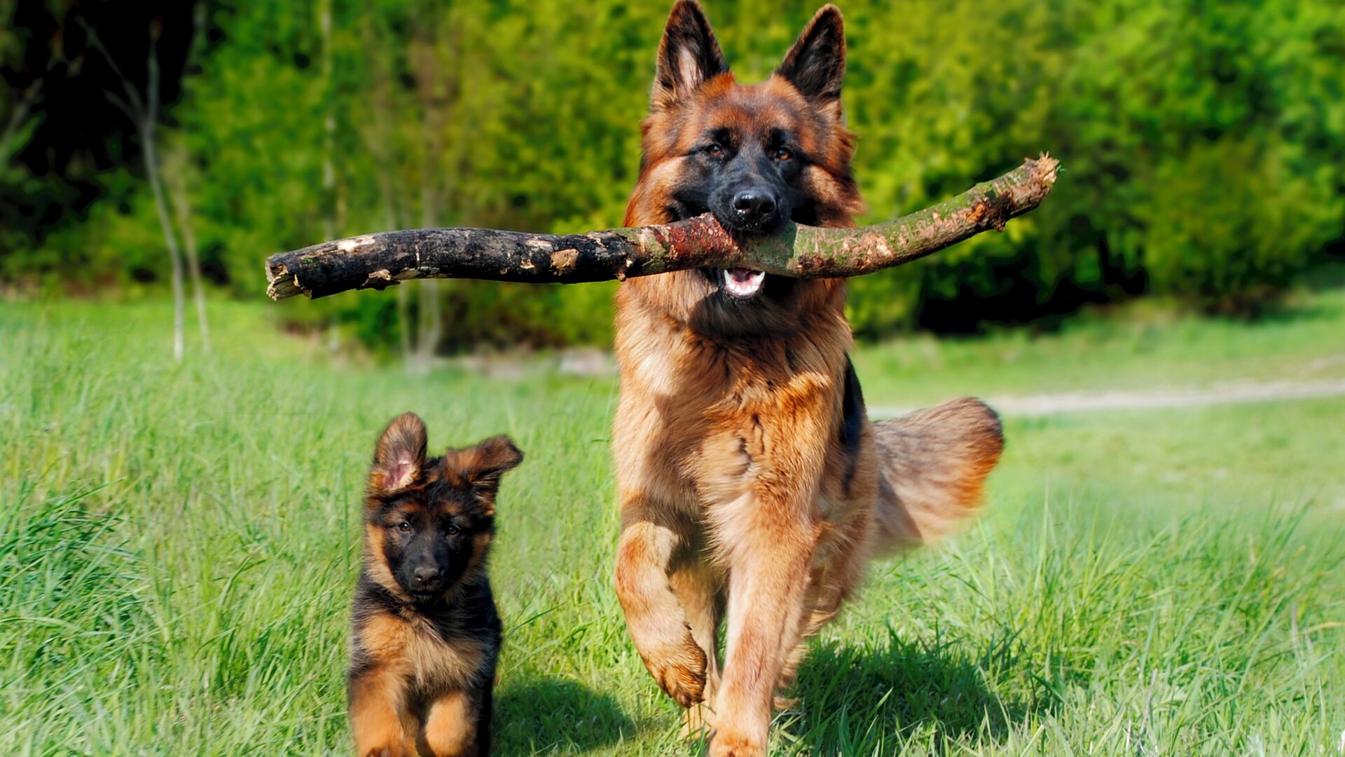 Puzzlopedia | Puzzle German Shepherd
